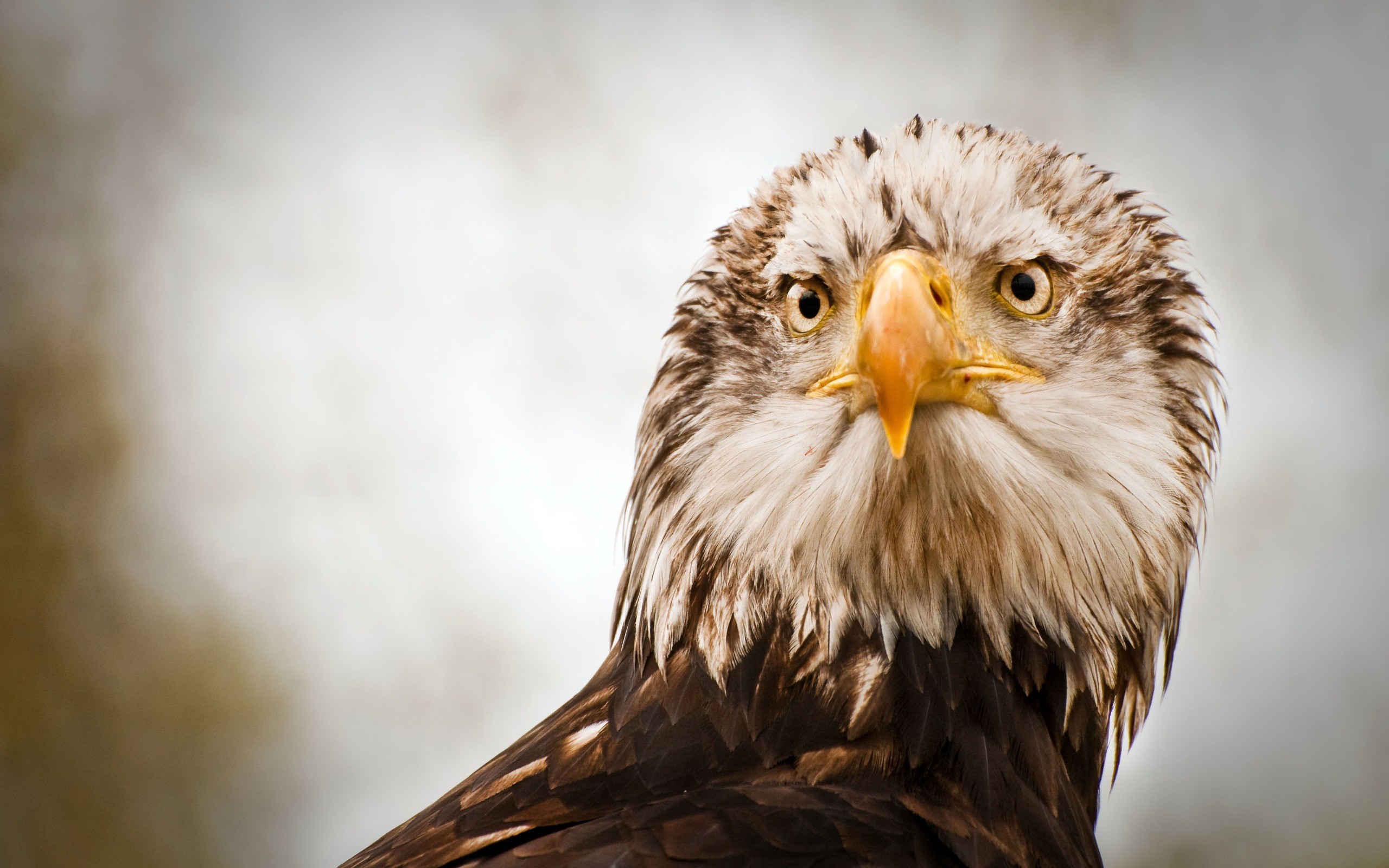 Handy-Wallpaper Tiere, Weißkopfseeadler kostenlos herunterladen.