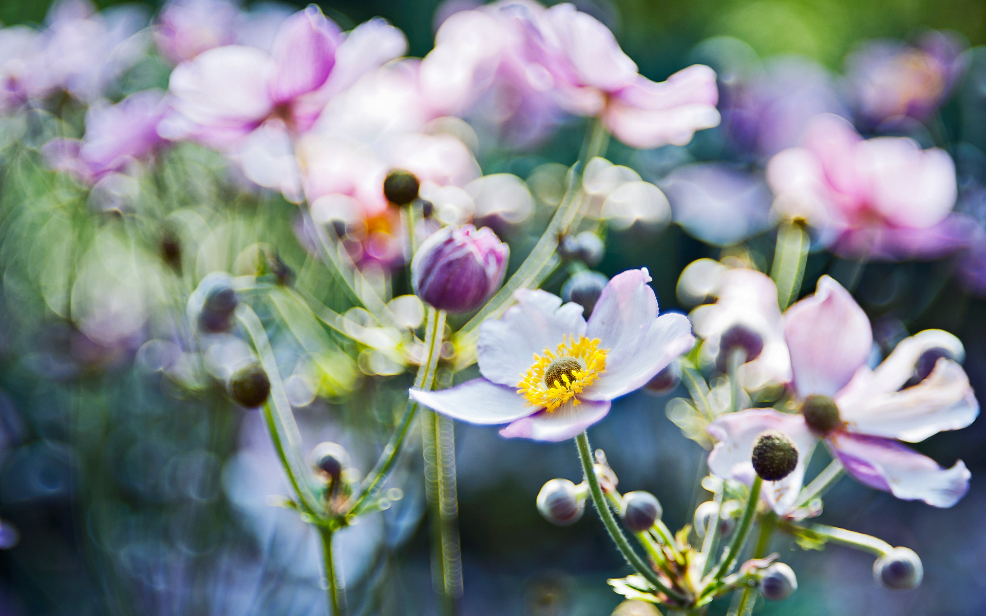 Handy-Wallpaper Blumen, Blume, Erde/natur kostenlos herunterladen.