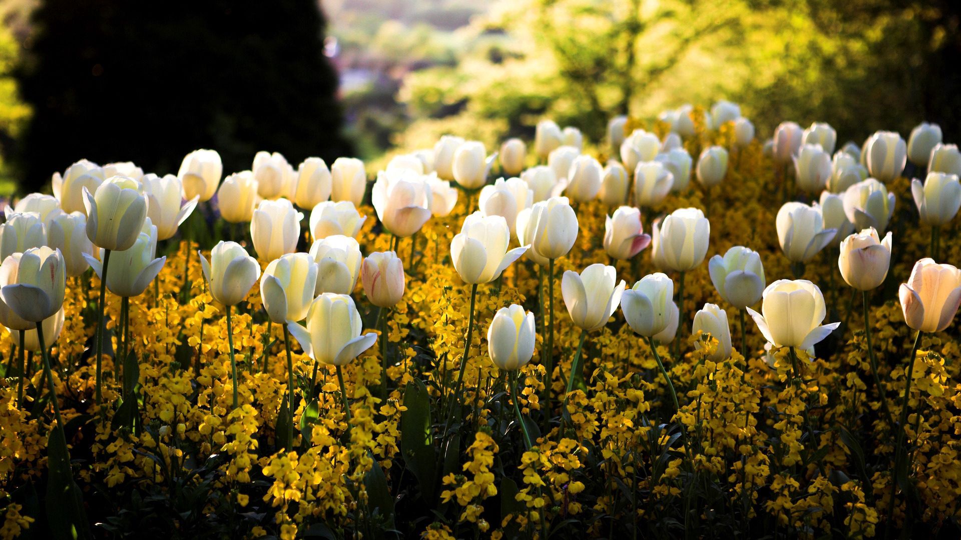 tulips, flowers, park, flower bed, flowerbed, spring HD wallpaper