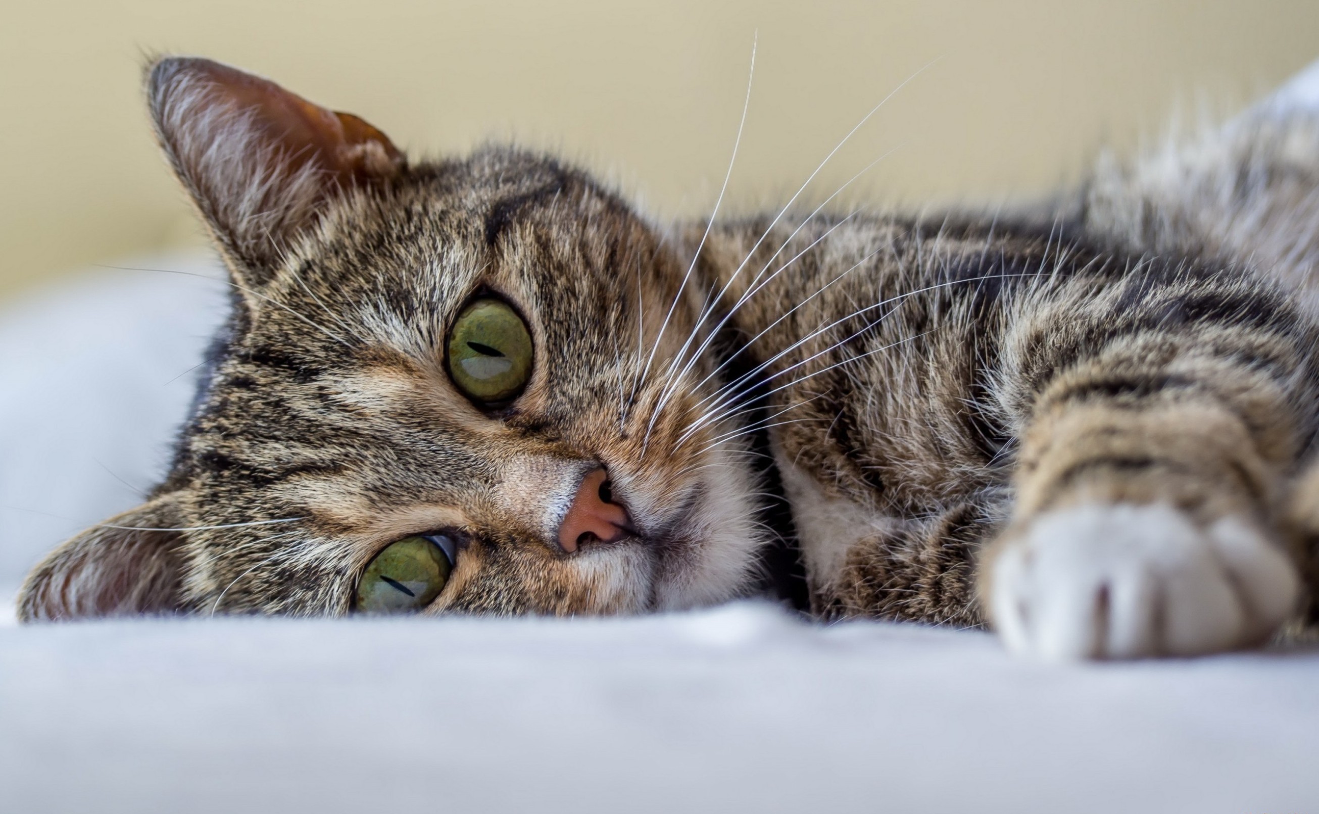 Téléchargez des papiers peints mobile Animaux, Chat gratuitement.