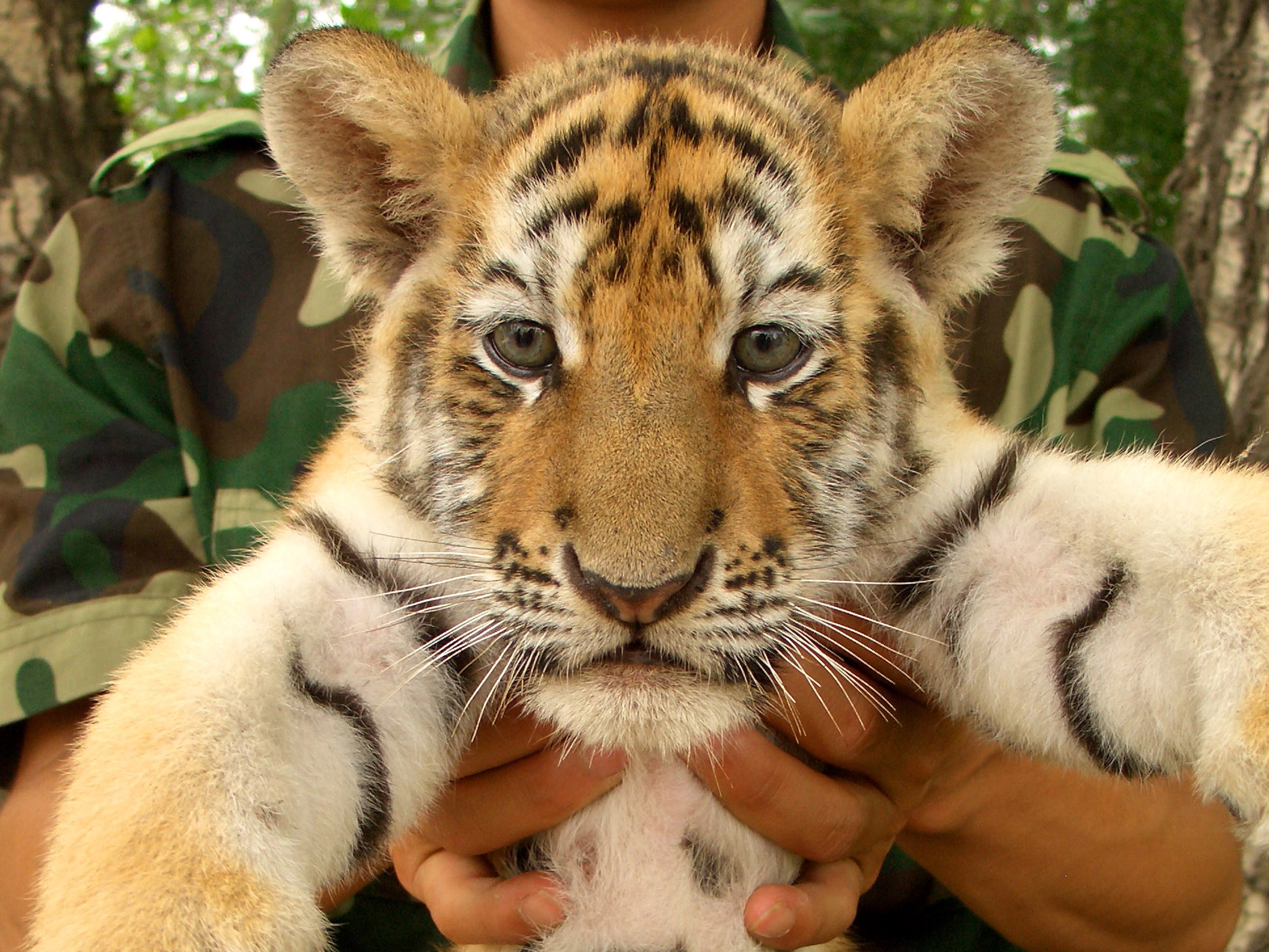 hands, tiger cub, animals, young, muzzle, tiger, kid, tot, joey