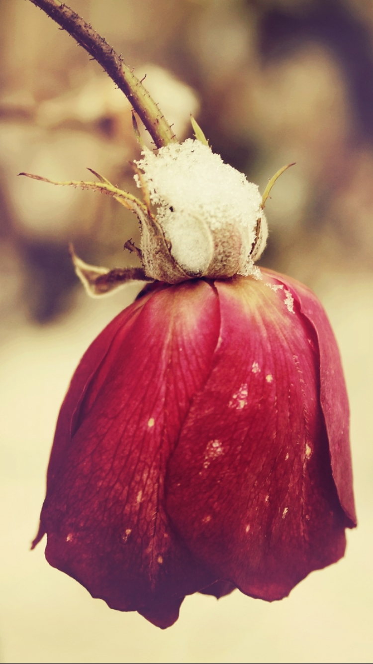 Descarga gratuita de fondo de pantalla para móvil de Flores, Rosa, Flor, Tierra/naturaleza.