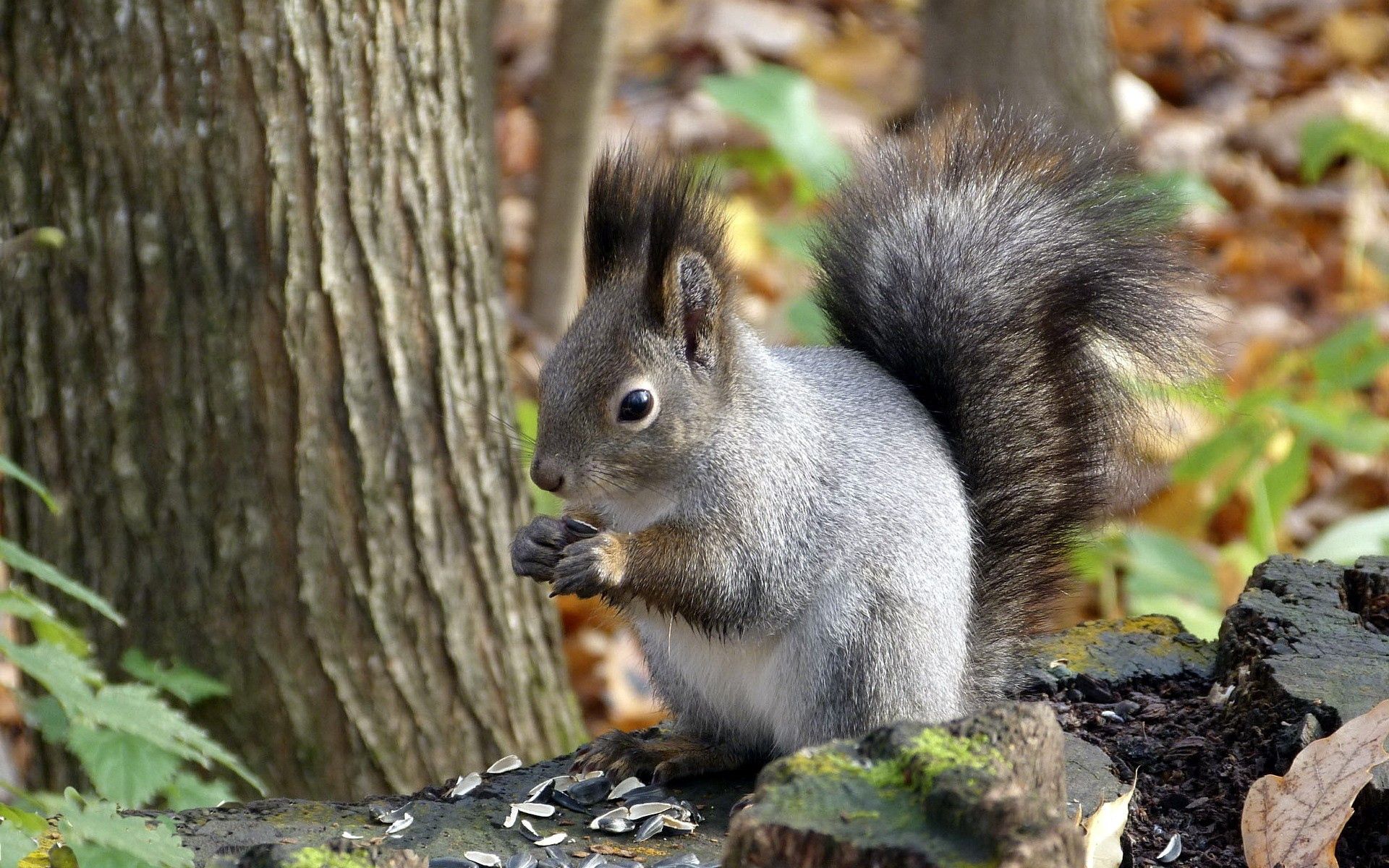 Free download wallpaper Animals, Leaves, Wood, Tree, Squirrel, Autumn on your PC desktop