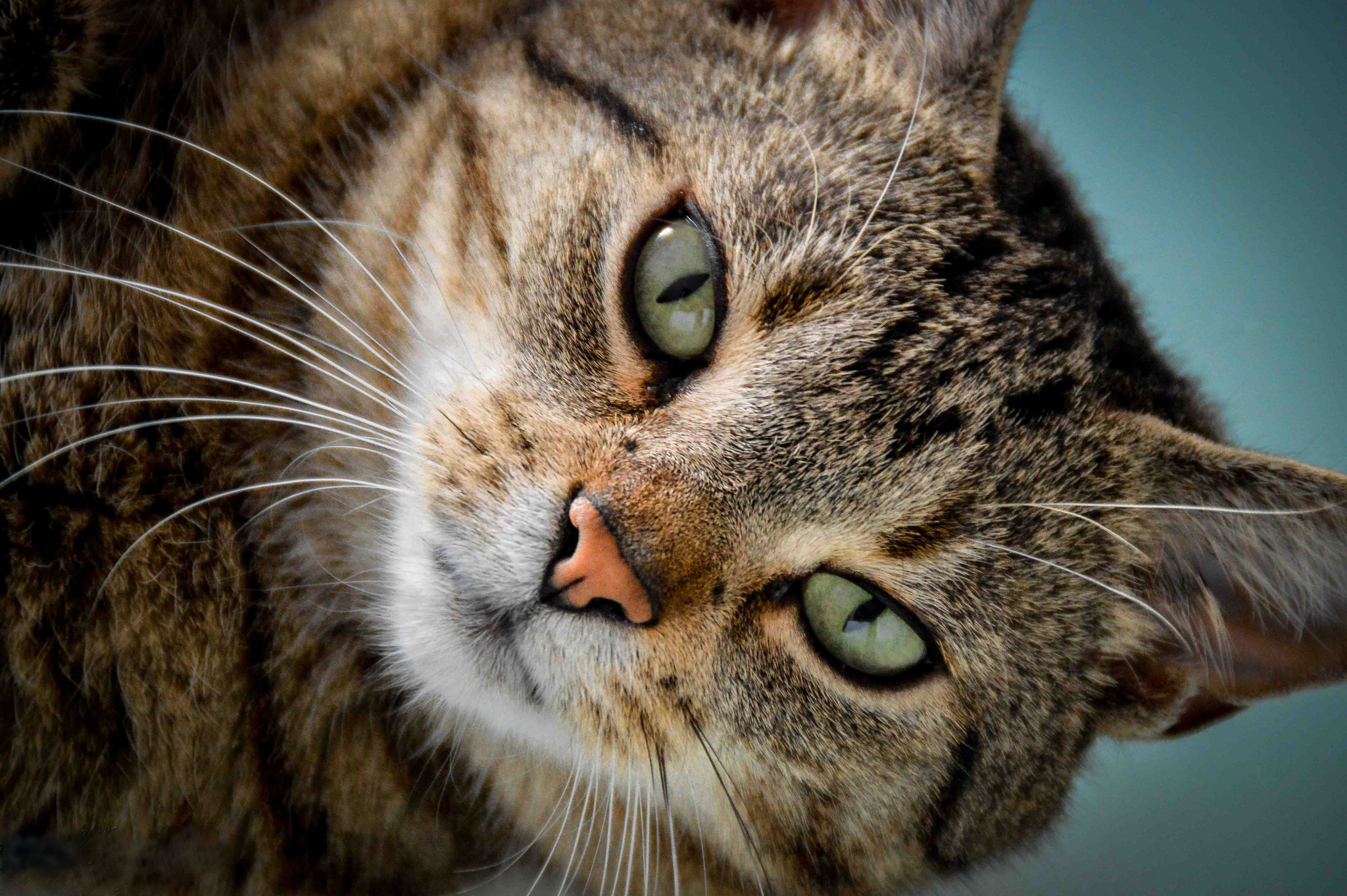 Baixe gratuitamente a imagem Animais, Gatos, Gato, Focinho na área de trabalho do seu PC