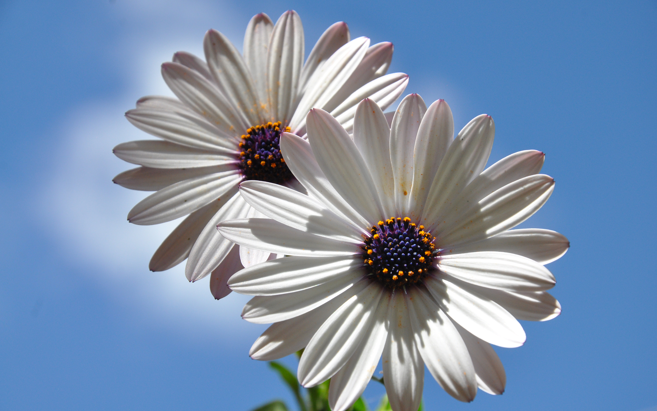 Free download wallpaper Flower, Earth, Daisy, African Daisy, White Flower on your PC desktop