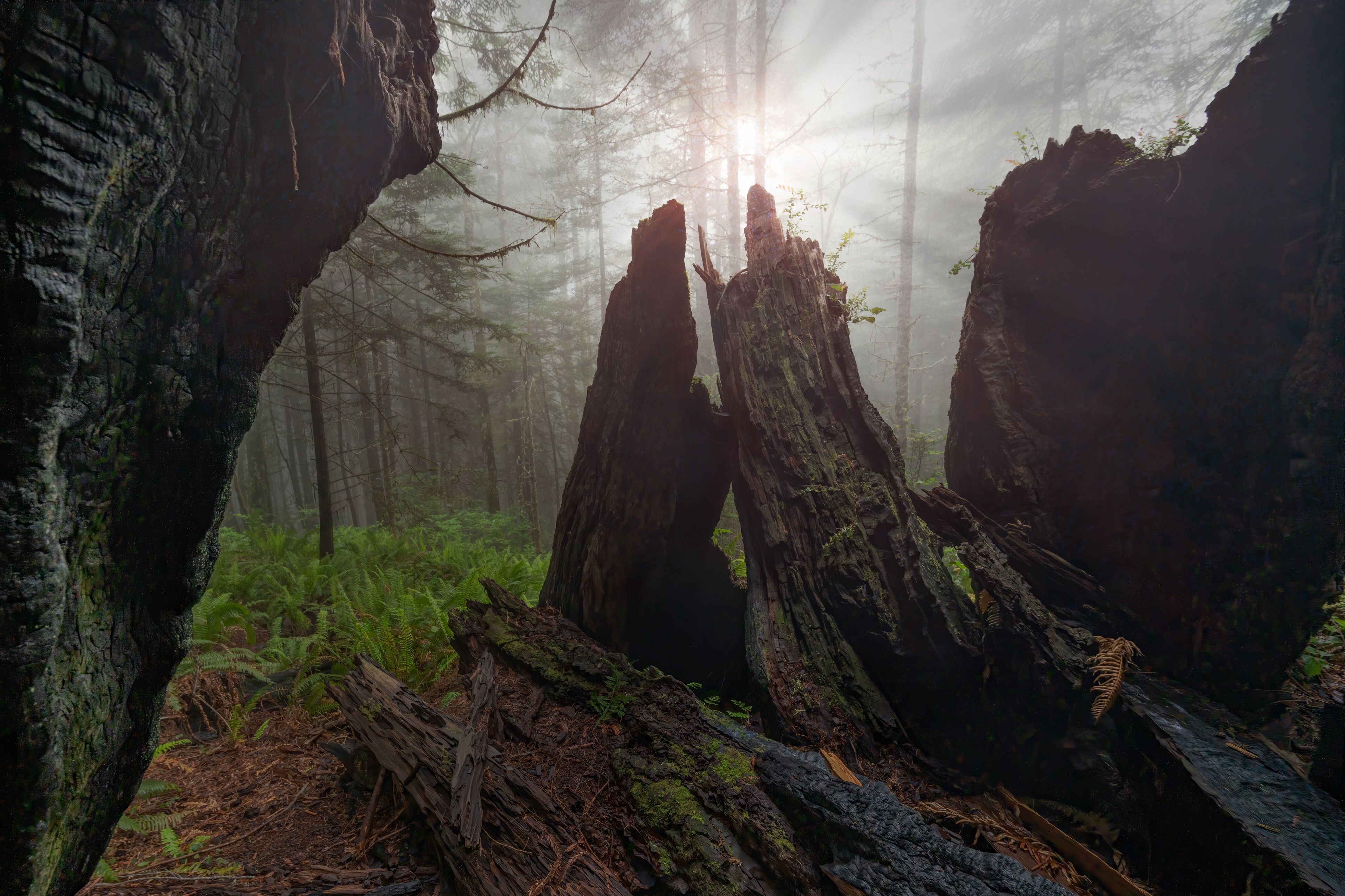 earth, sunbeam, fern, fog, forest, stump cellphone
