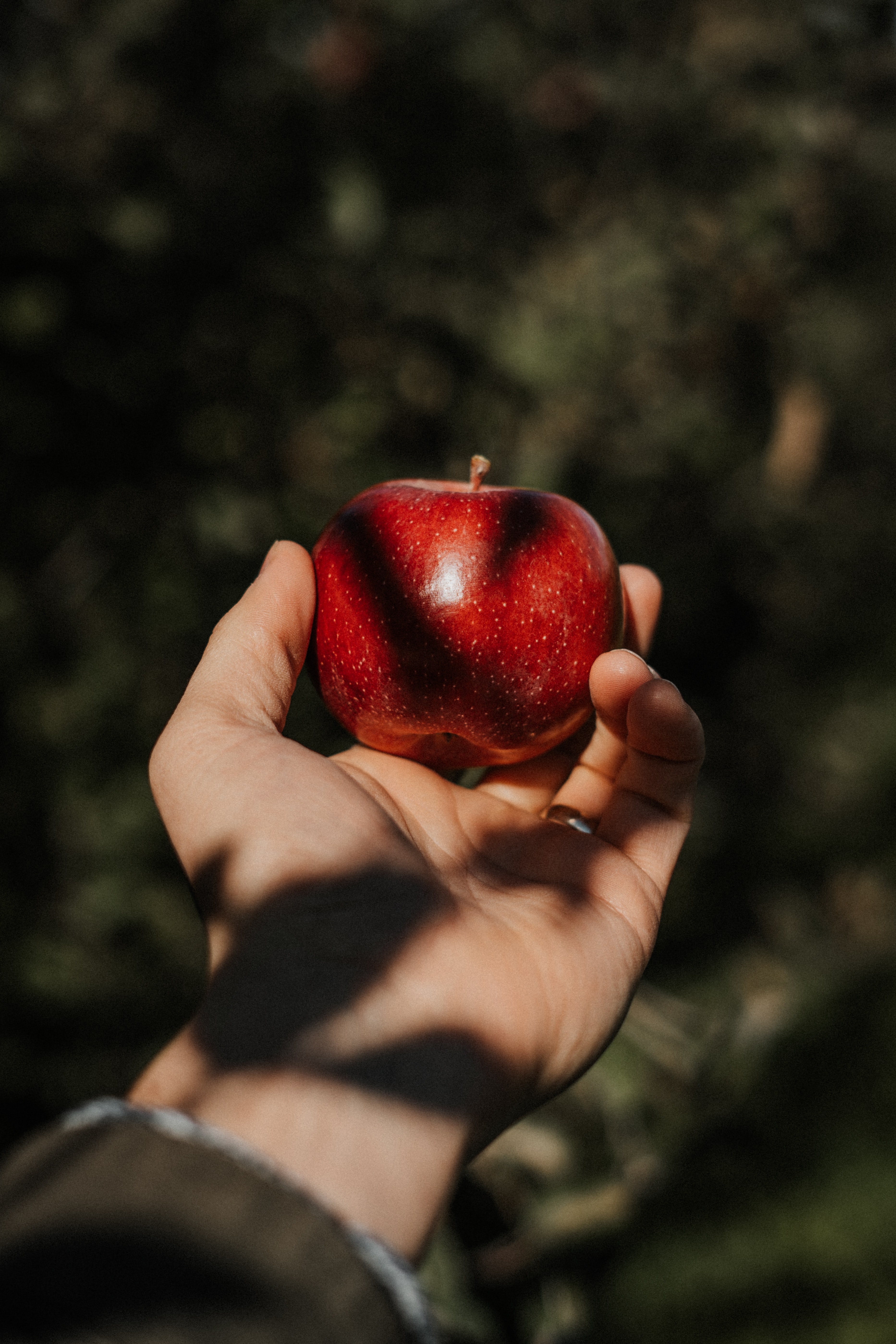 Laden Sie das Hand, Die Frucht, Frucht, Apfel, Verschiedenes, Sonstige-Bild kostenlos auf Ihren PC-Desktop herunter
