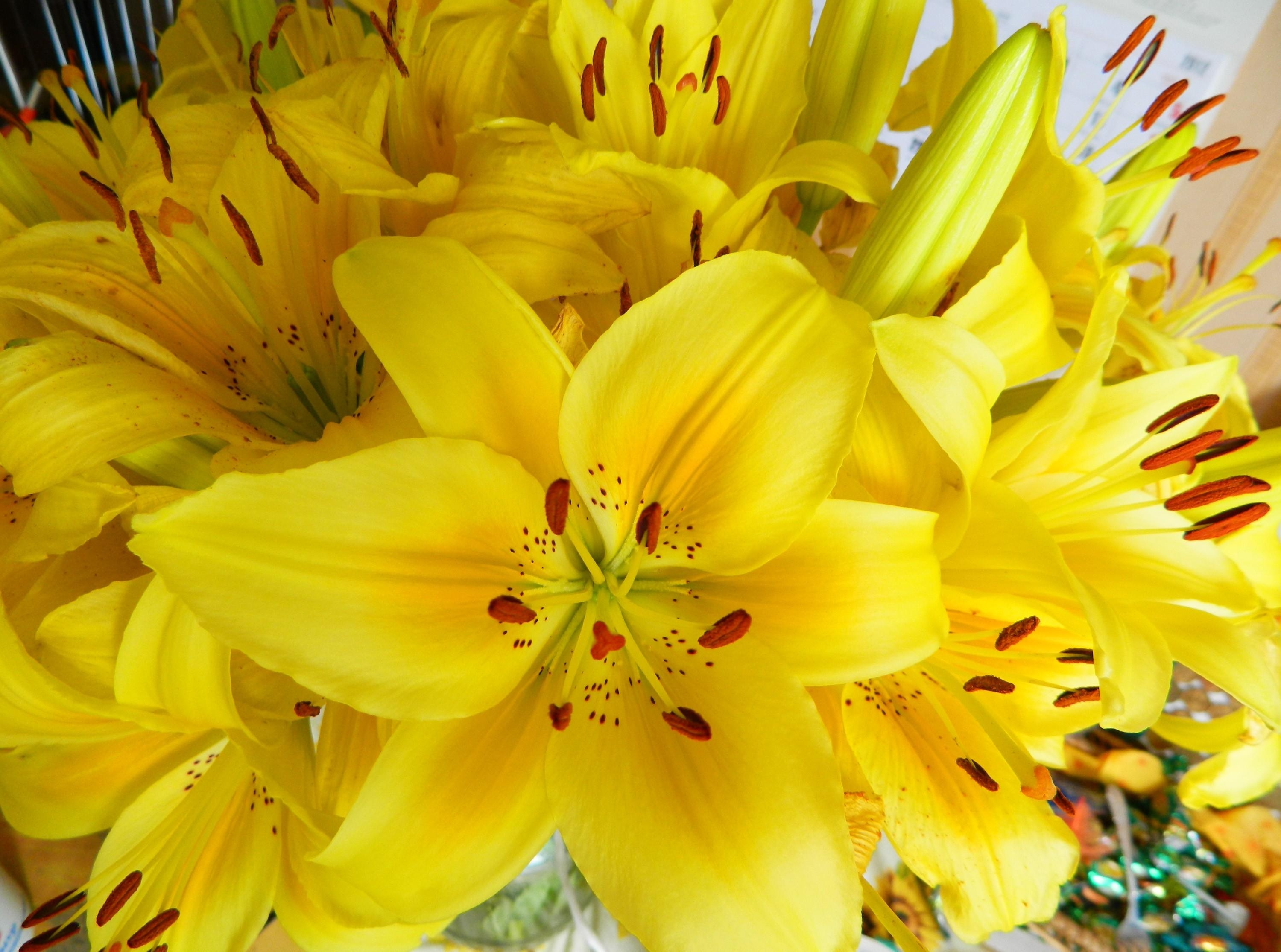 108613 скачать обои лилии, яркие, цветы, желтые, букет, тычинки - заставки и картинки бесплатно
