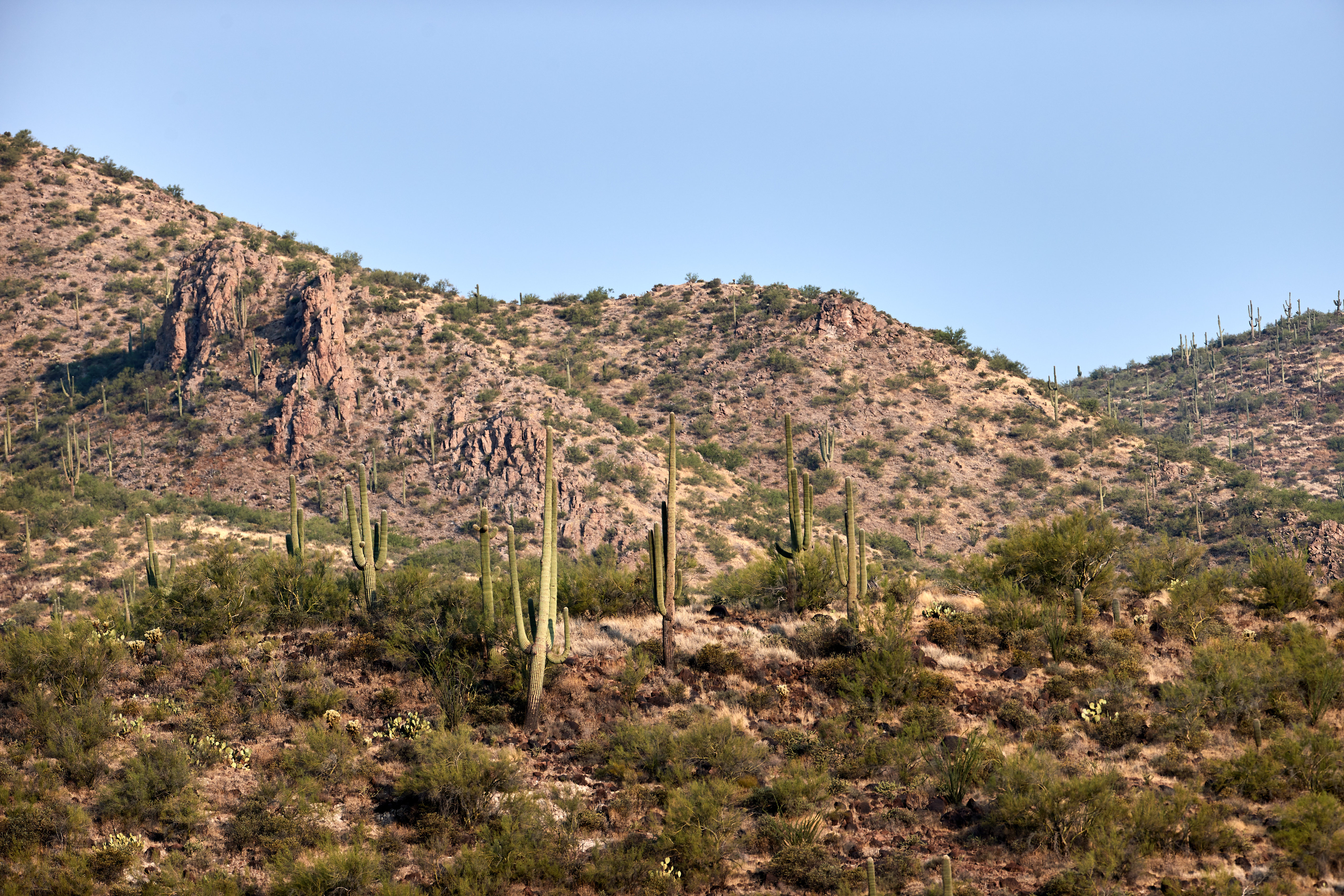 99917 descargar fondo de pantalla naturaleza, cactus, arbusto, pradera, cerro, loma, cacto: protectores de pantalla e imágenes gratis