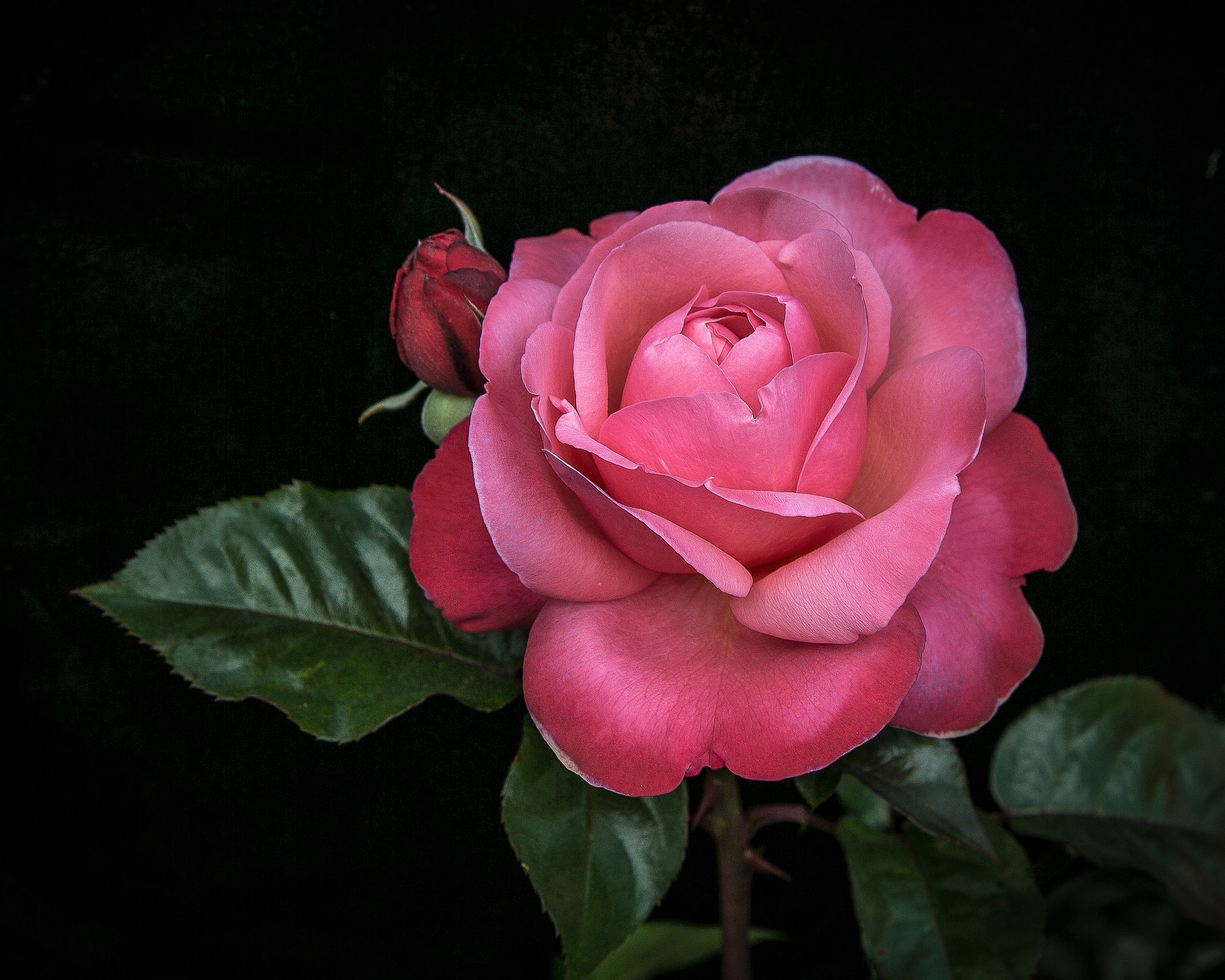 PCデスクトップにフラワーズ, 花, 薔薇, 地球, ピンクの花, ピンクのバラ画像を無料でダウンロード