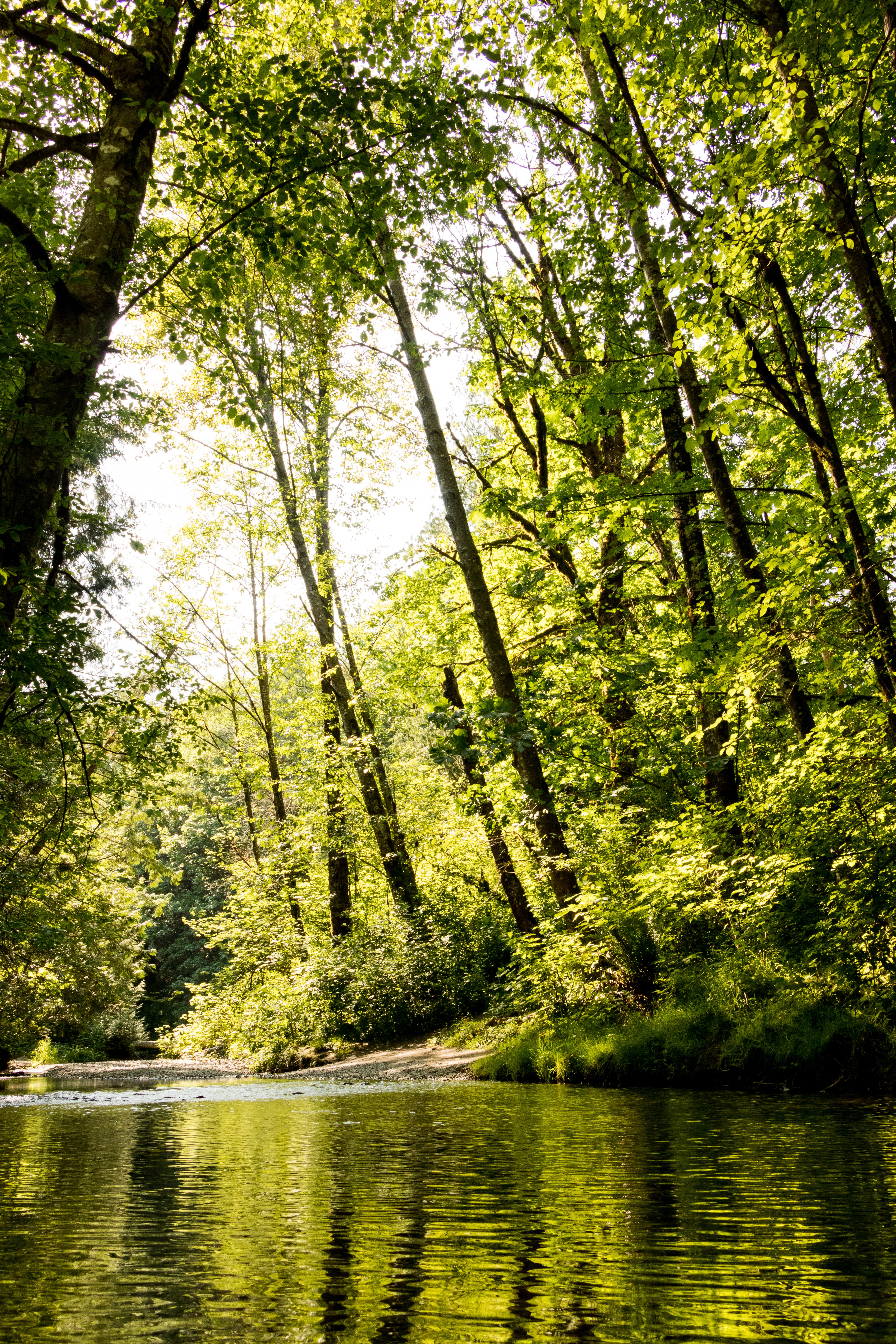 Téléchargez gratuitement l'image Nature, Feuillage, Forêt, Arbres, Rivières sur le bureau de votre PC