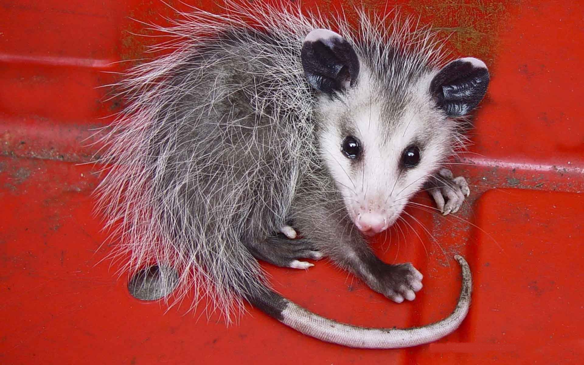 Télécharger des fonds d'écran Opossum HD