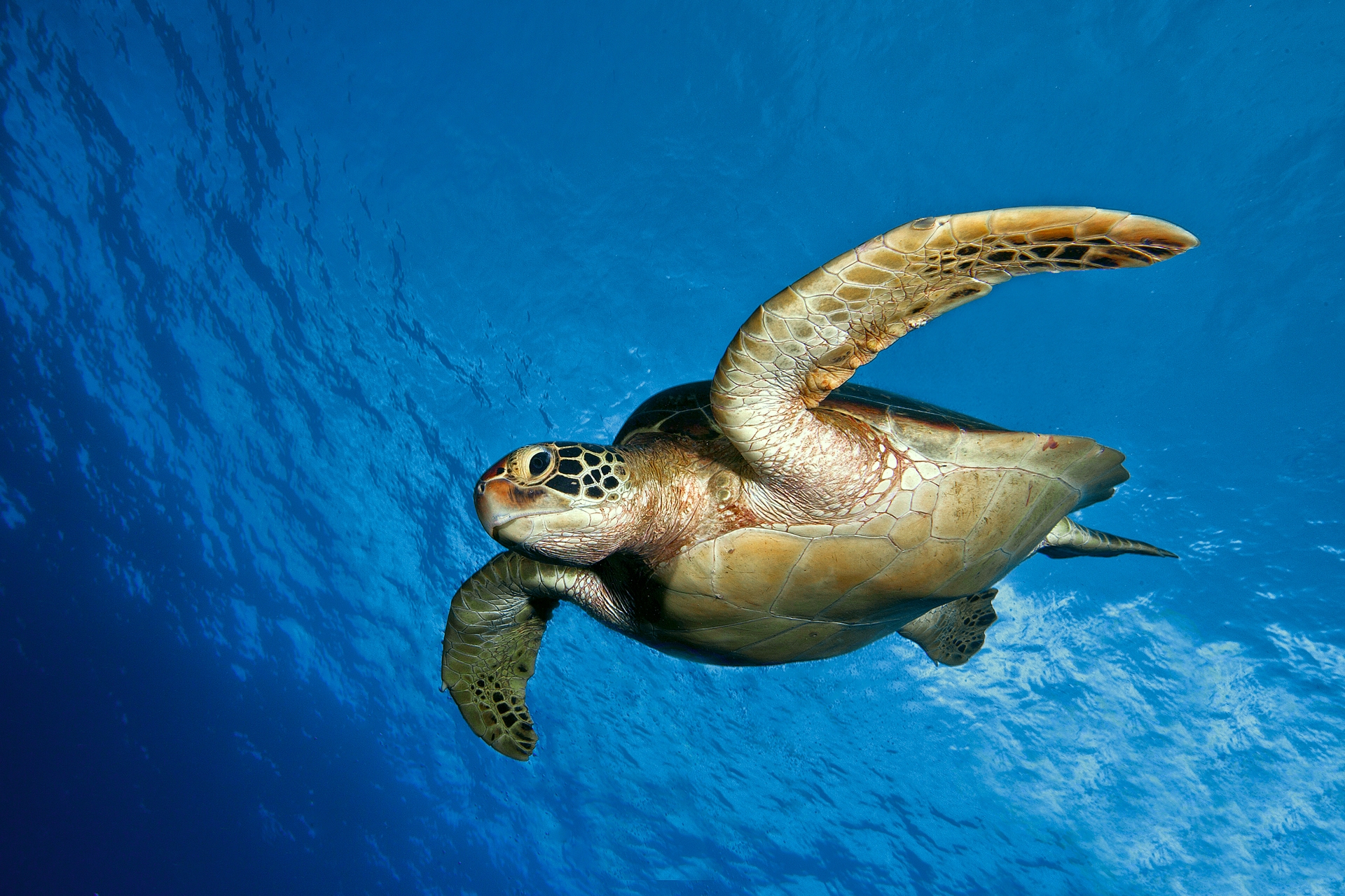 90227 скачать обои черепаха, животные, вода, море, плавать - заставки и картинки бесплатно