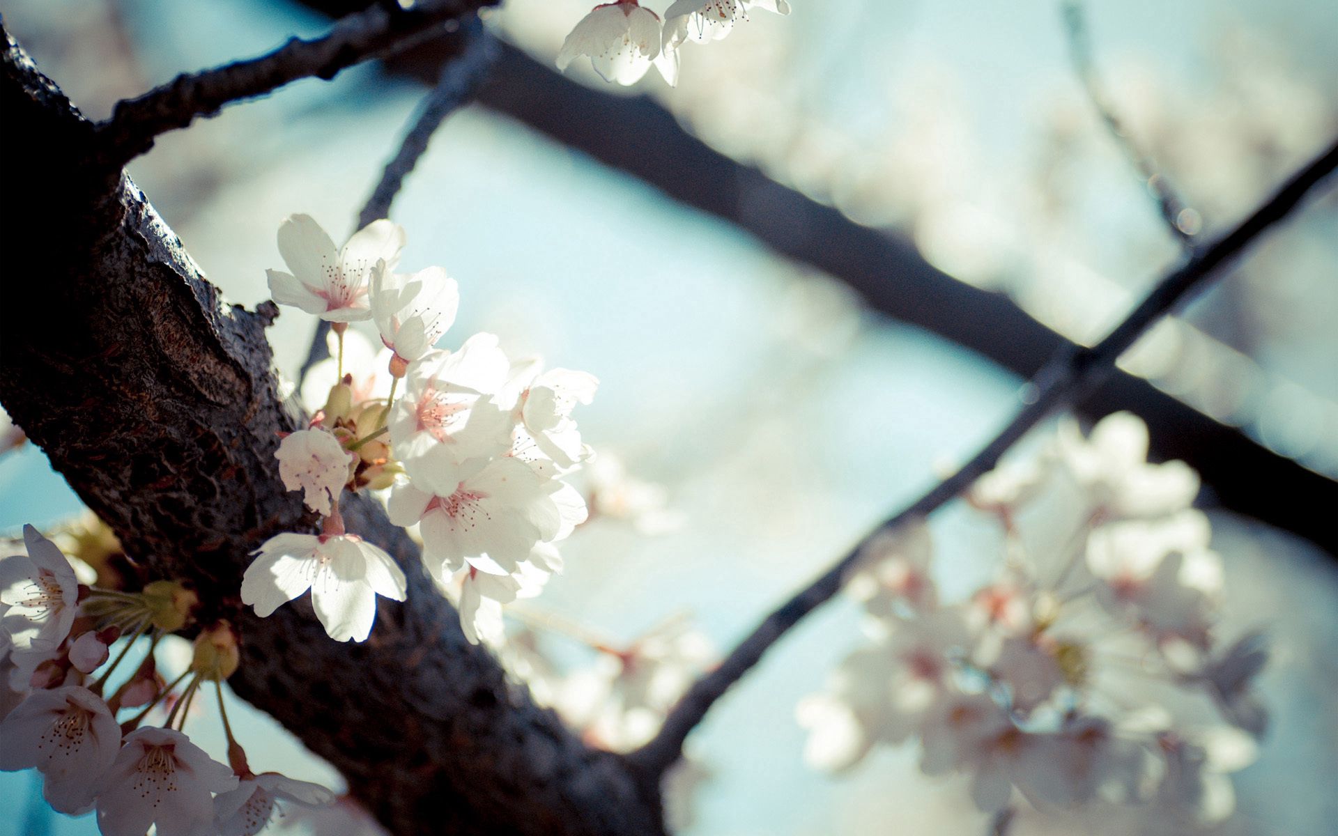 Download mobile wallpaper Macro, Bloom, Branch, Flowering, Flowers, Spring for free.
