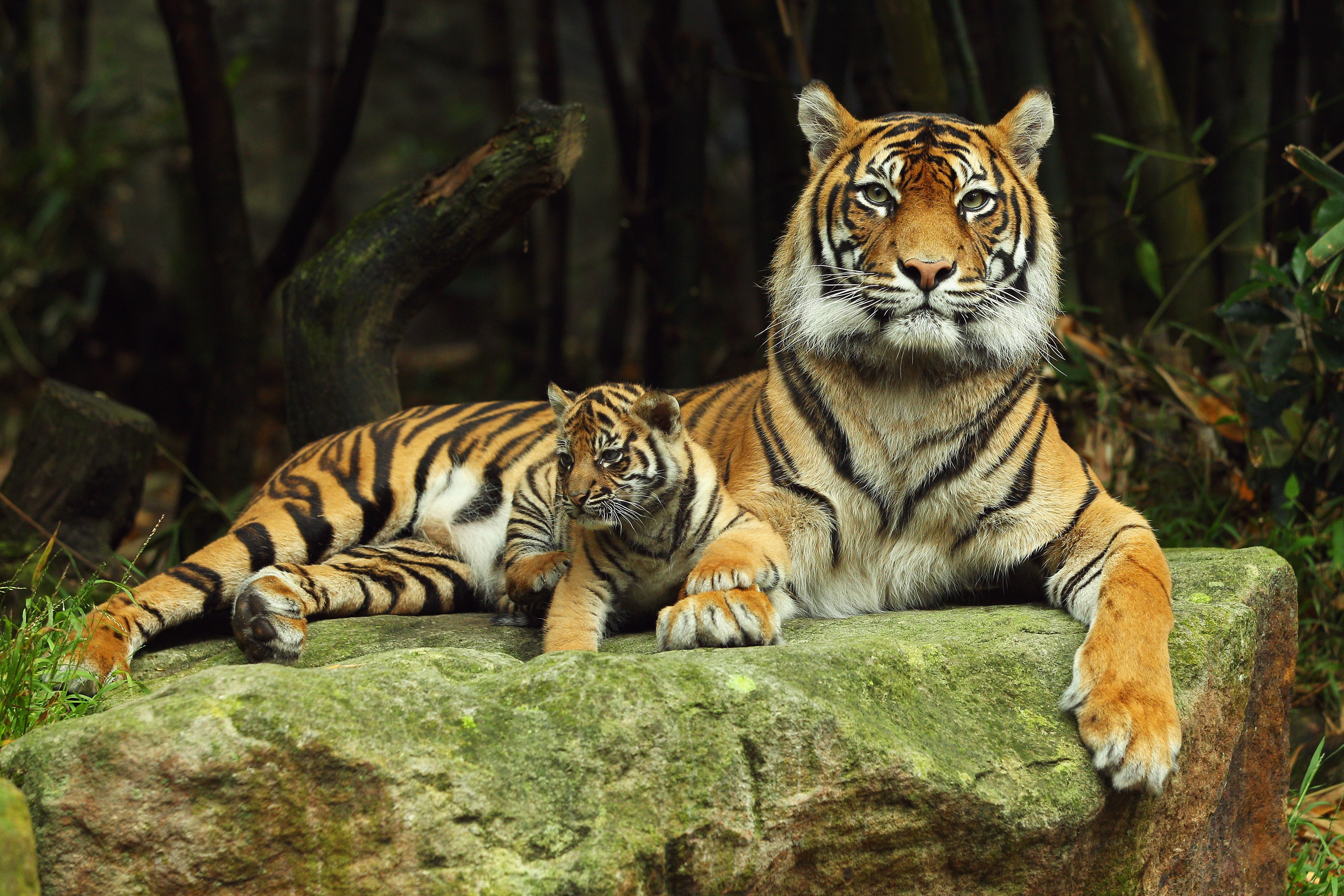 69868 Bild herunterladen tiger, tiere, paar, sich hinlegen, liegen, pflege, tigerjunges - Hintergrundbilder und Bildschirmschoner kostenlos
