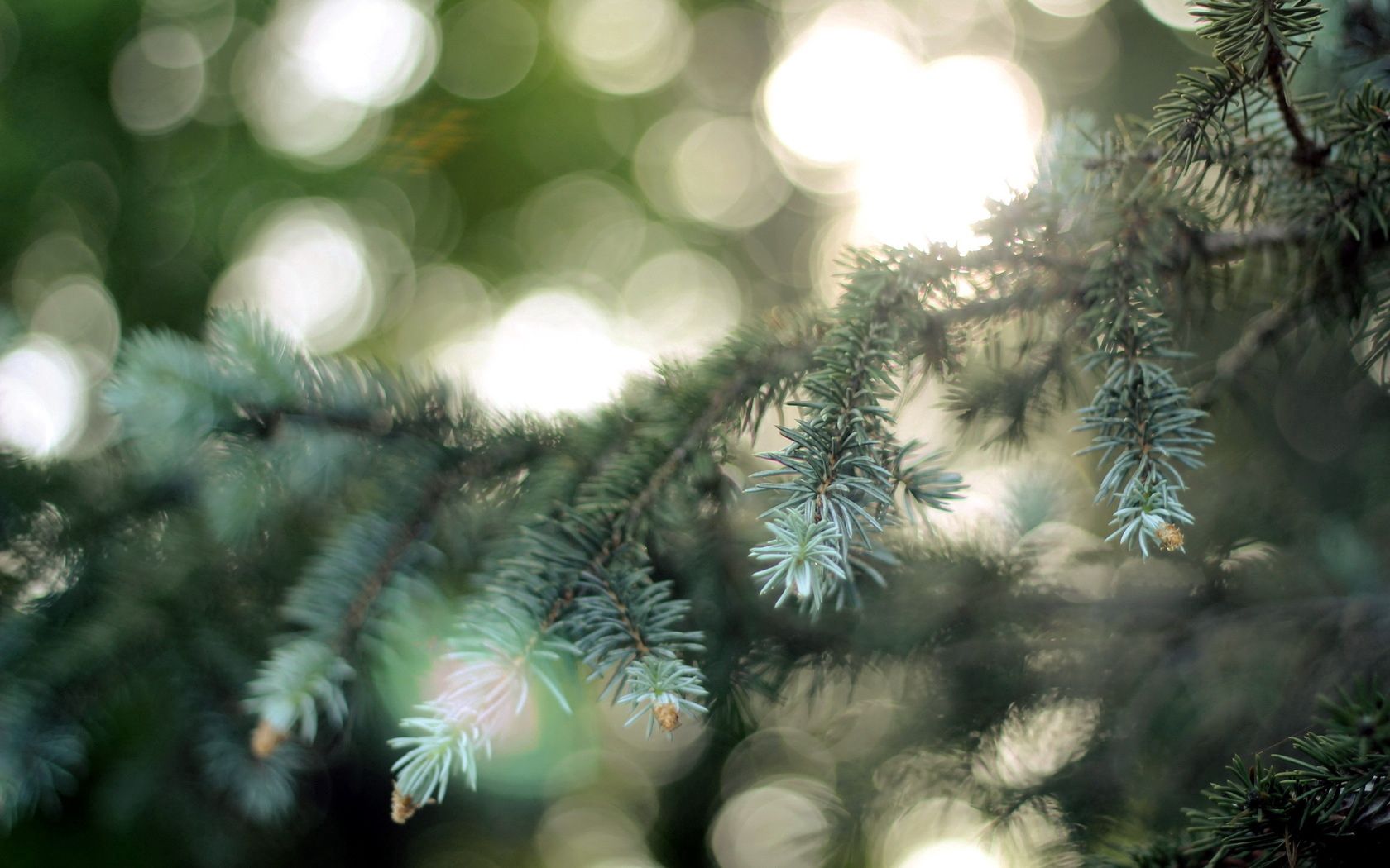 nature, conifers, coniferous, glare, branch, spruce, fir, points, point Image for desktop