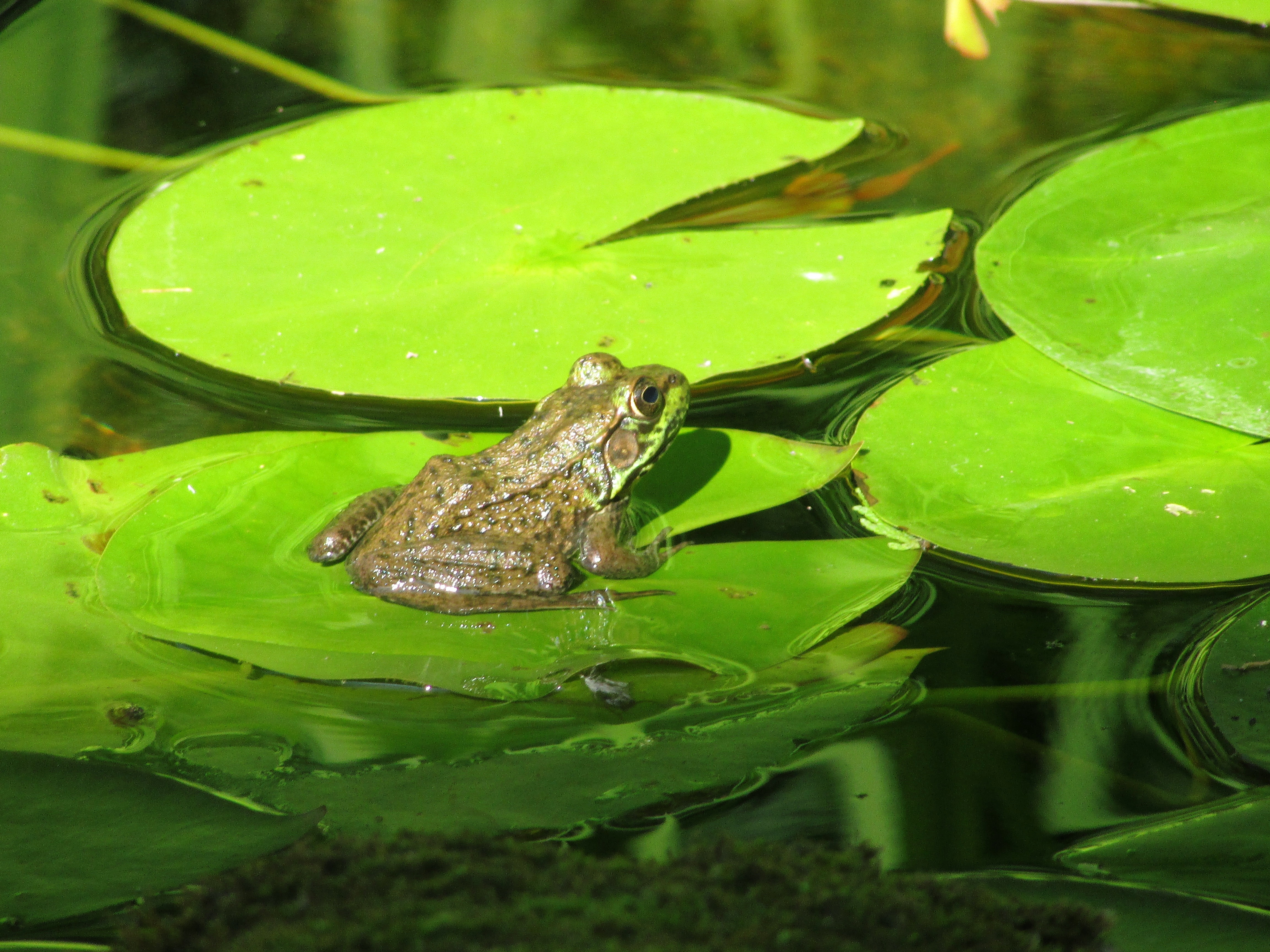 Download mobile wallpaper Water, Frogs, Leaf, Animal, Frog for free.