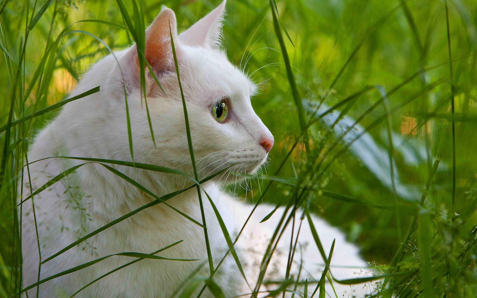 Handy-Wallpaper Tiere, Katzen, Katze kostenlos herunterladen.