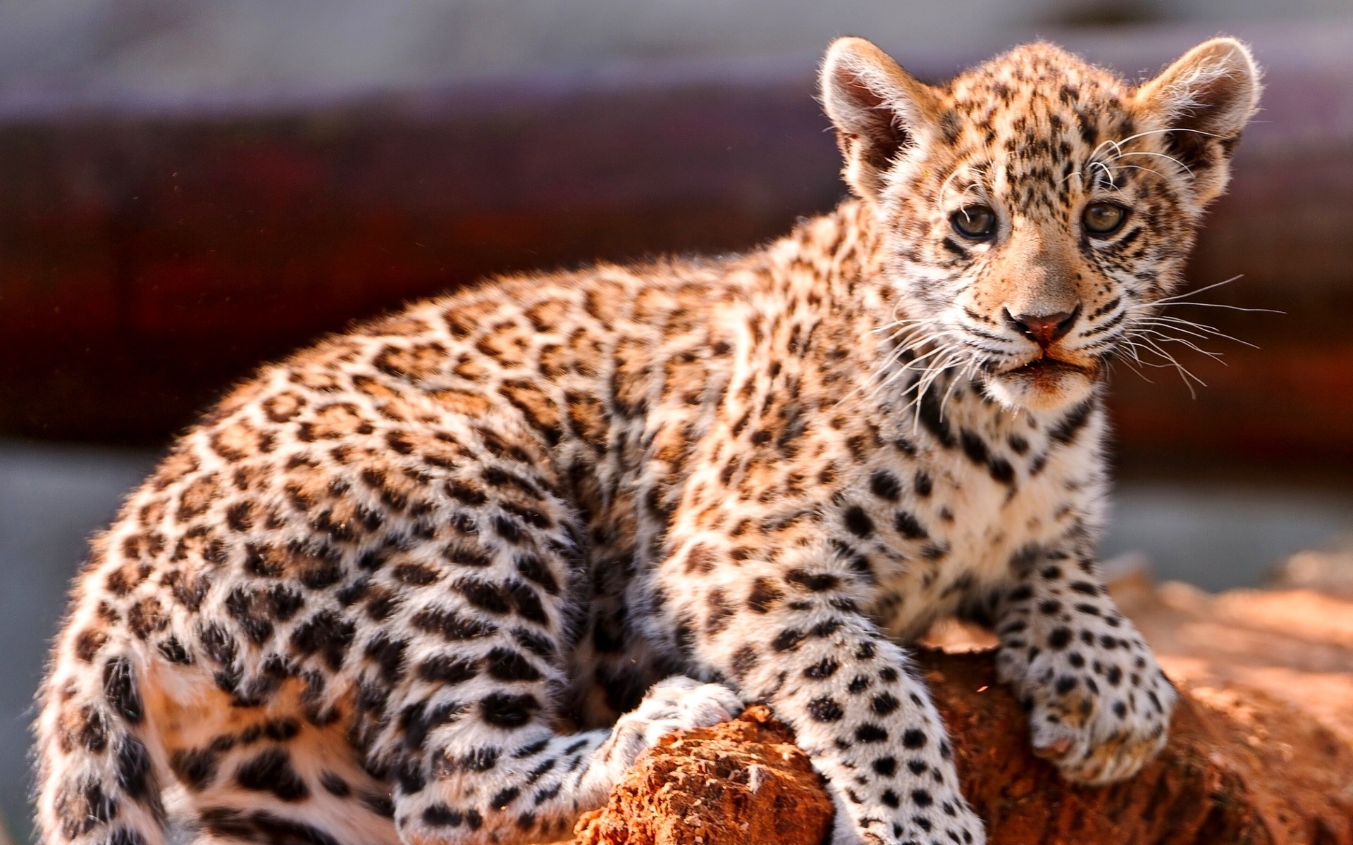 Download mobile wallpaper Leopard, Cats, Animal for free.