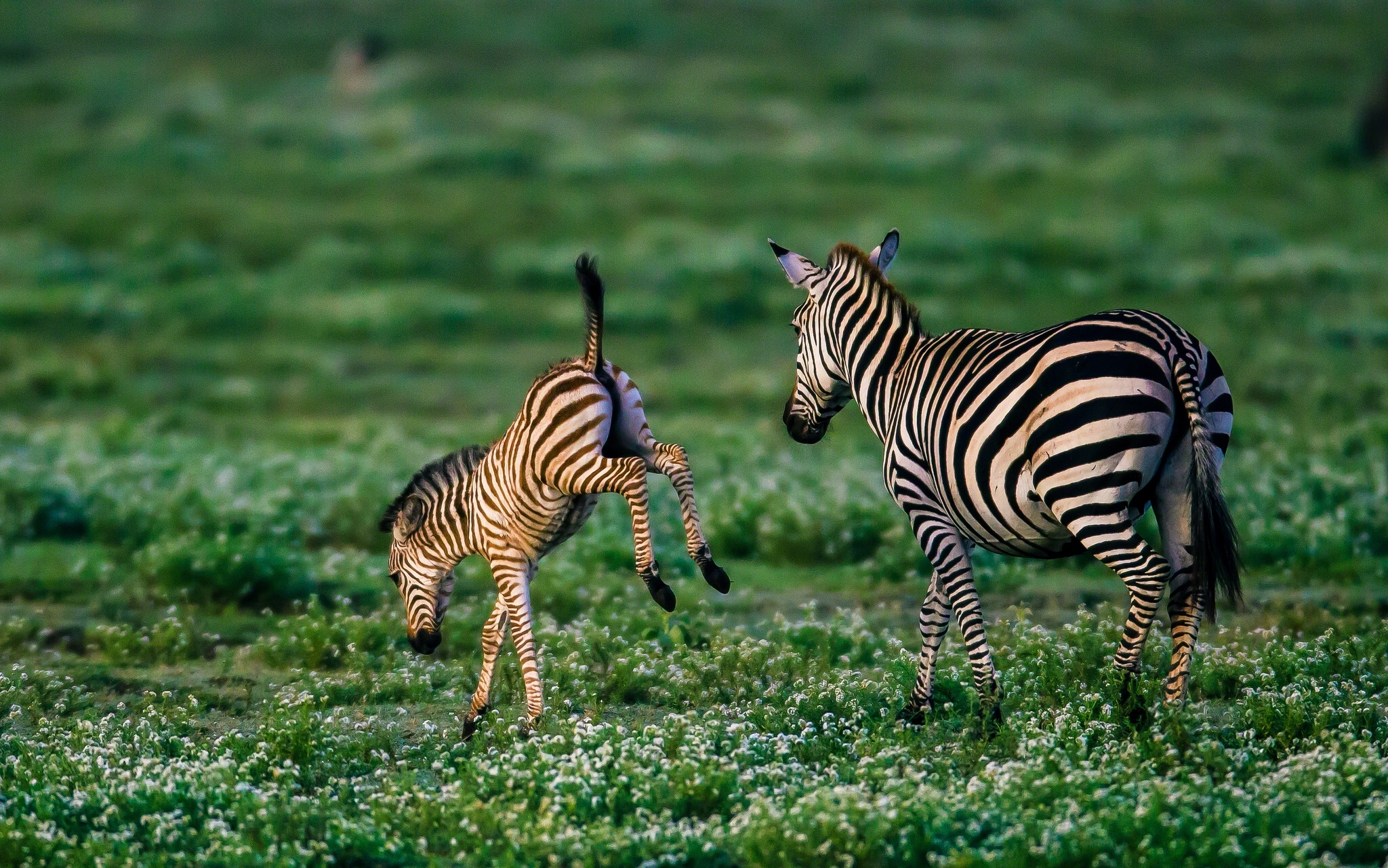757920 Hintergrundbild herunterladen tiere, zebra, tierbaby, fohlen - Bildschirmschoner und Bilder kostenlos