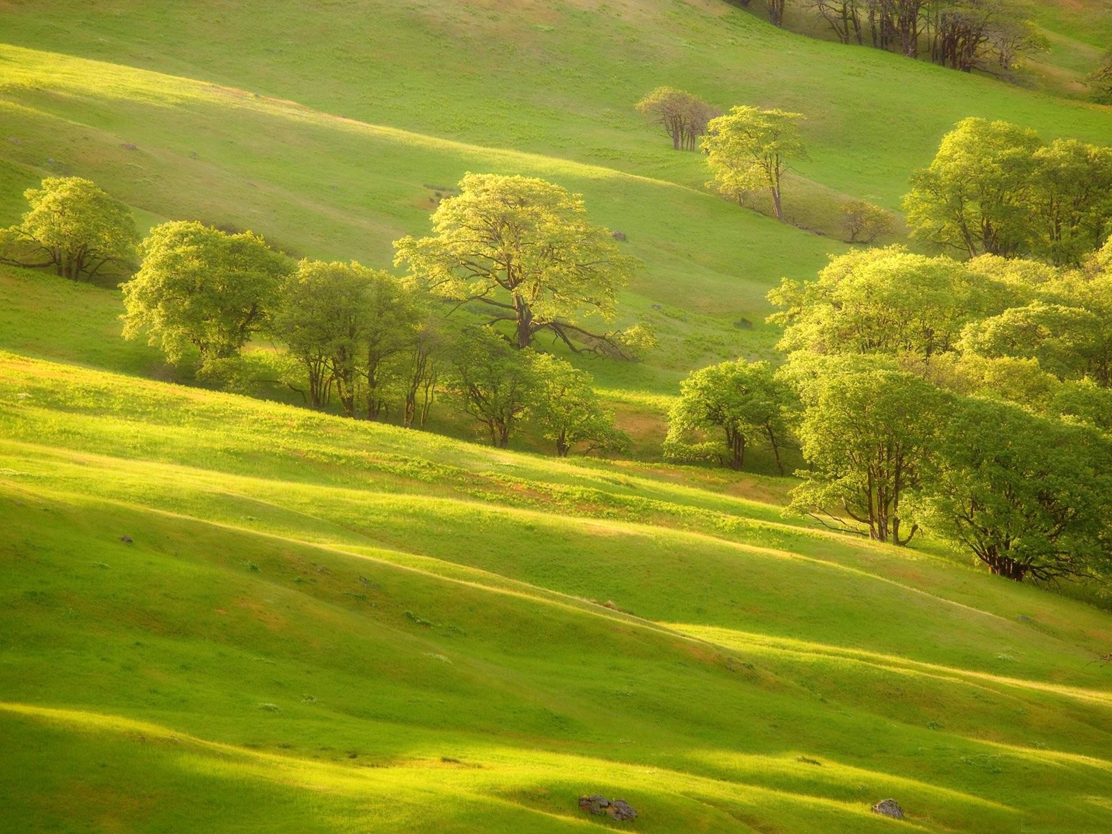 Free download wallpaper Landscape, Trees on your PC desktop