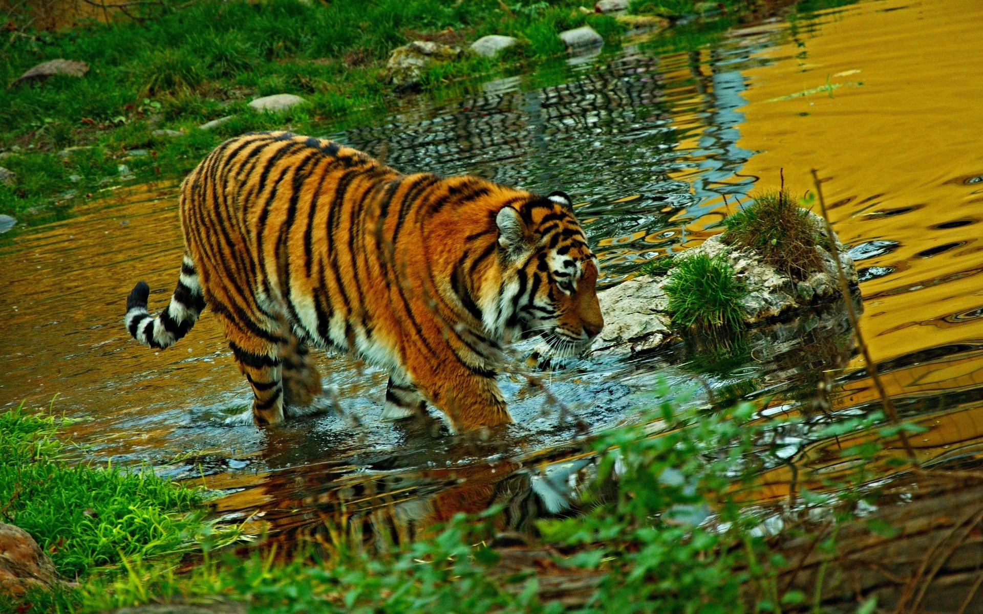 Téléchargez gratuitement l'image Animaux, Chats, Tigre sur le bureau de votre PC