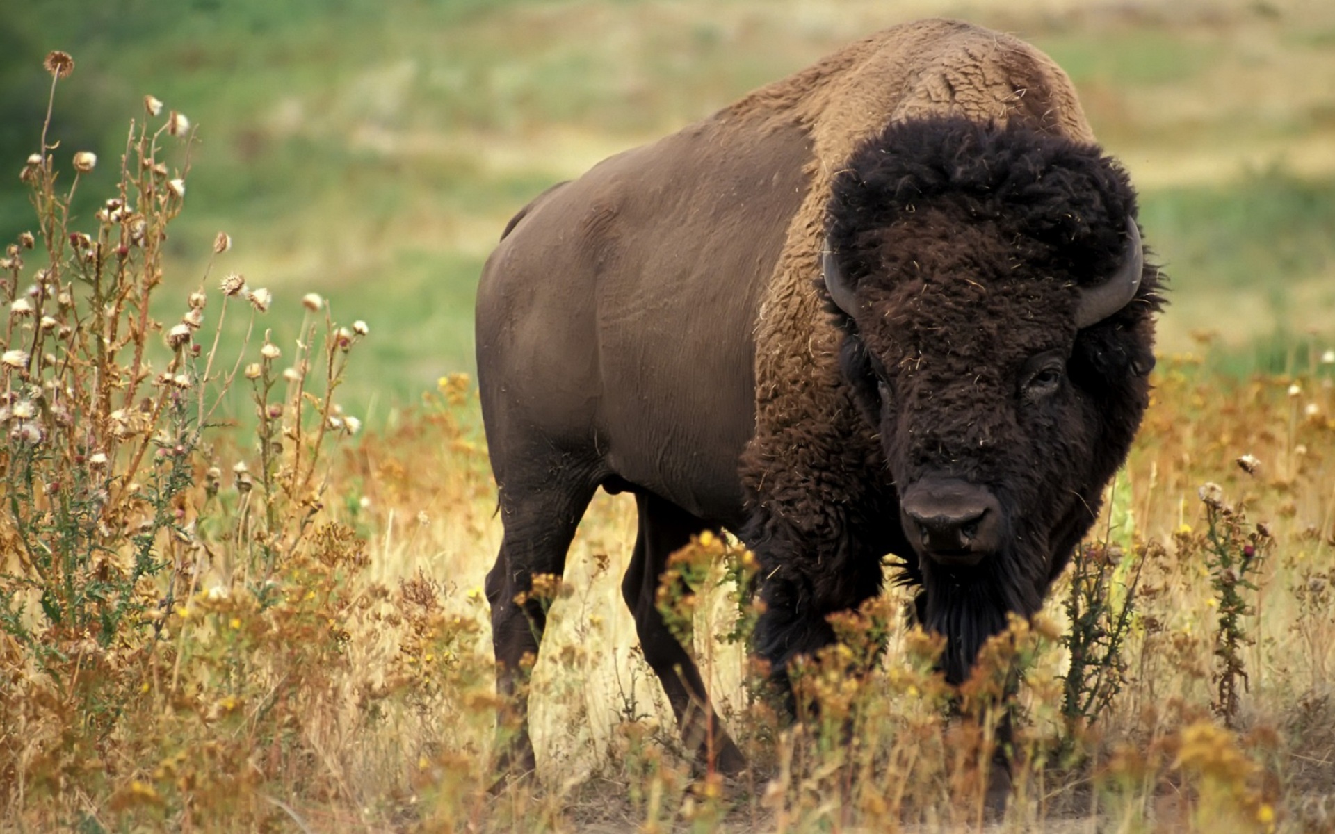 41057 Bild herunterladen tiere, bisons - Hintergrundbilder und Bildschirmschoner kostenlos
