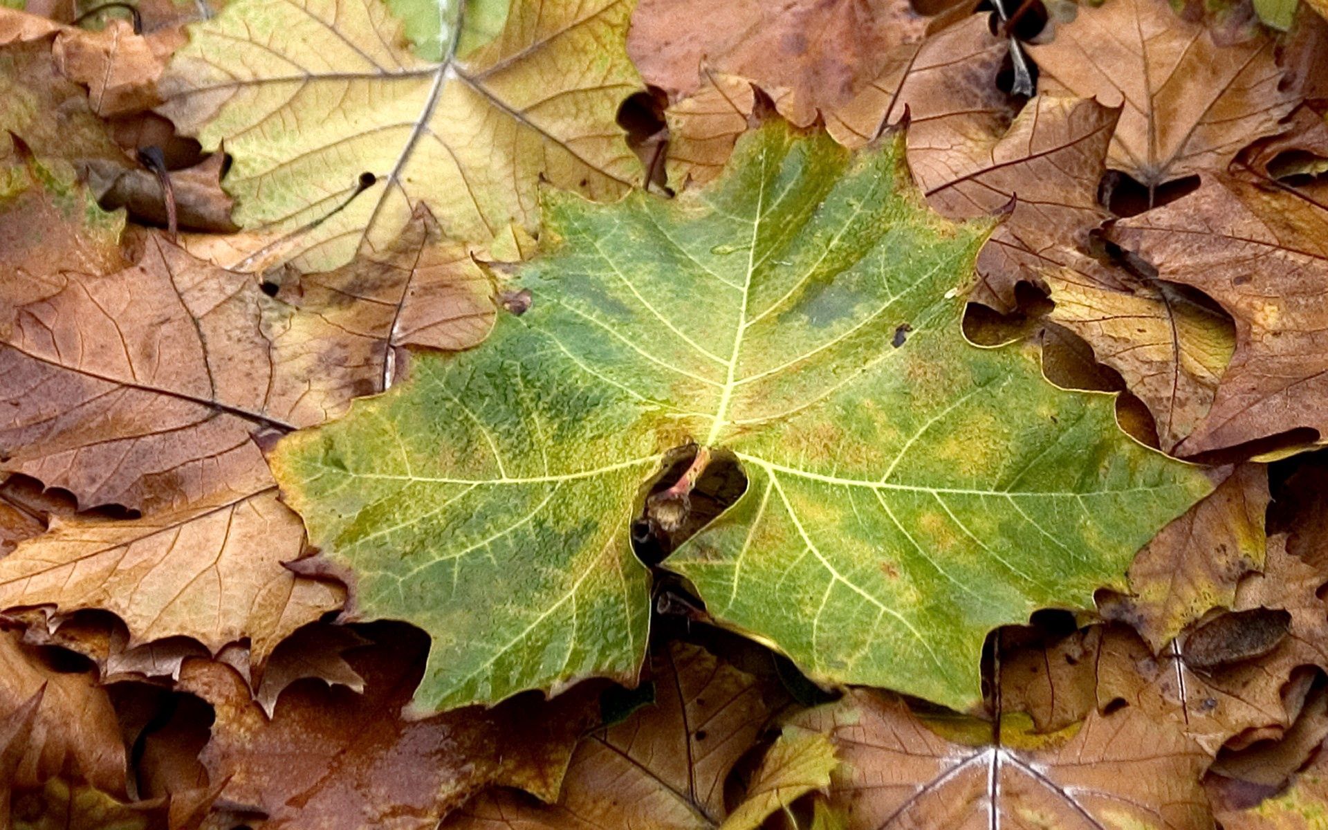 Laden Sie das Blätter, Ahorn, Natur, Herbst-Bild kostenlos auf Ihren PC-Desktop herunter
