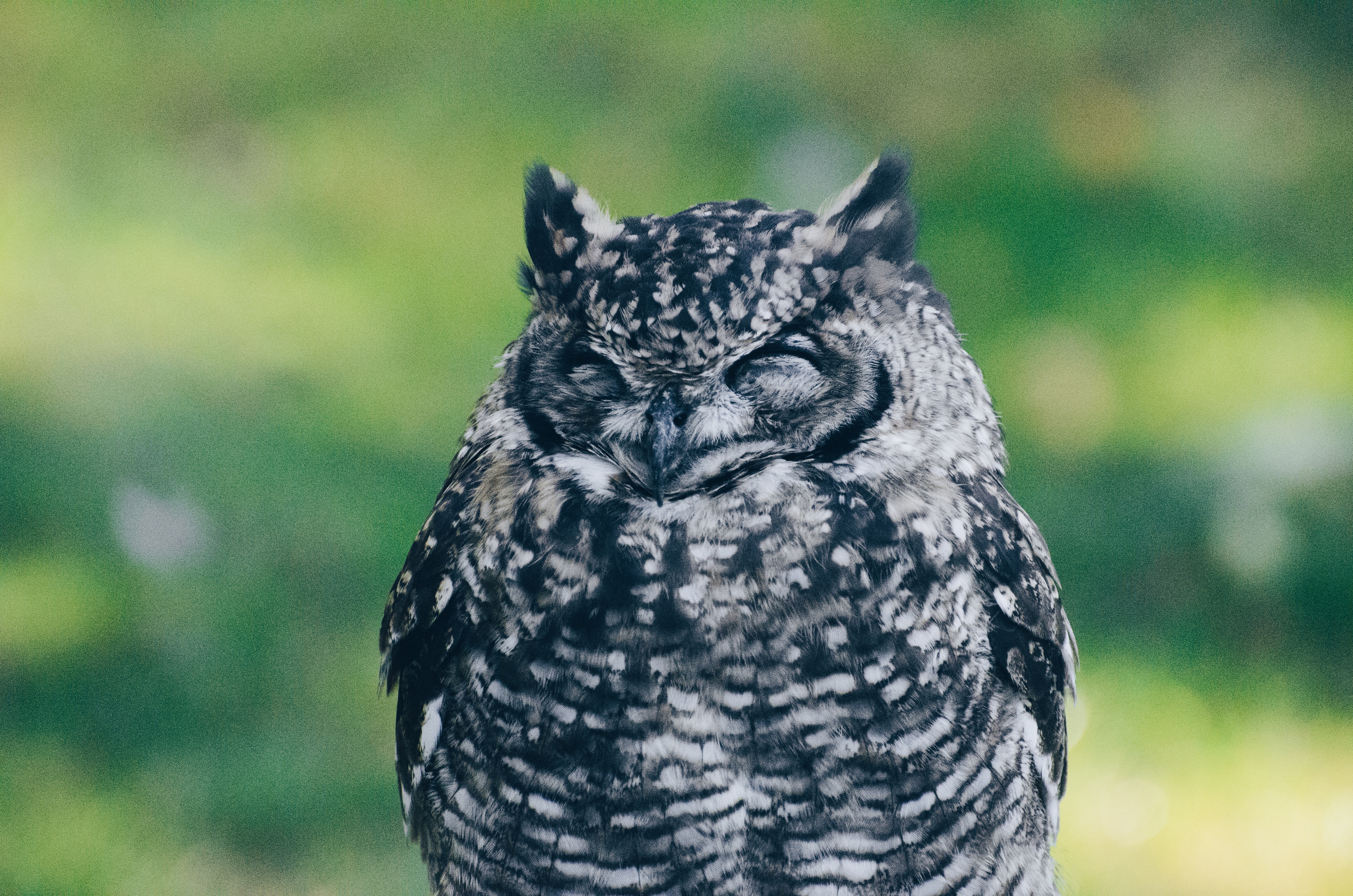 Download mobile wallpaper Birds, Owl, Animal, Owlet for free.