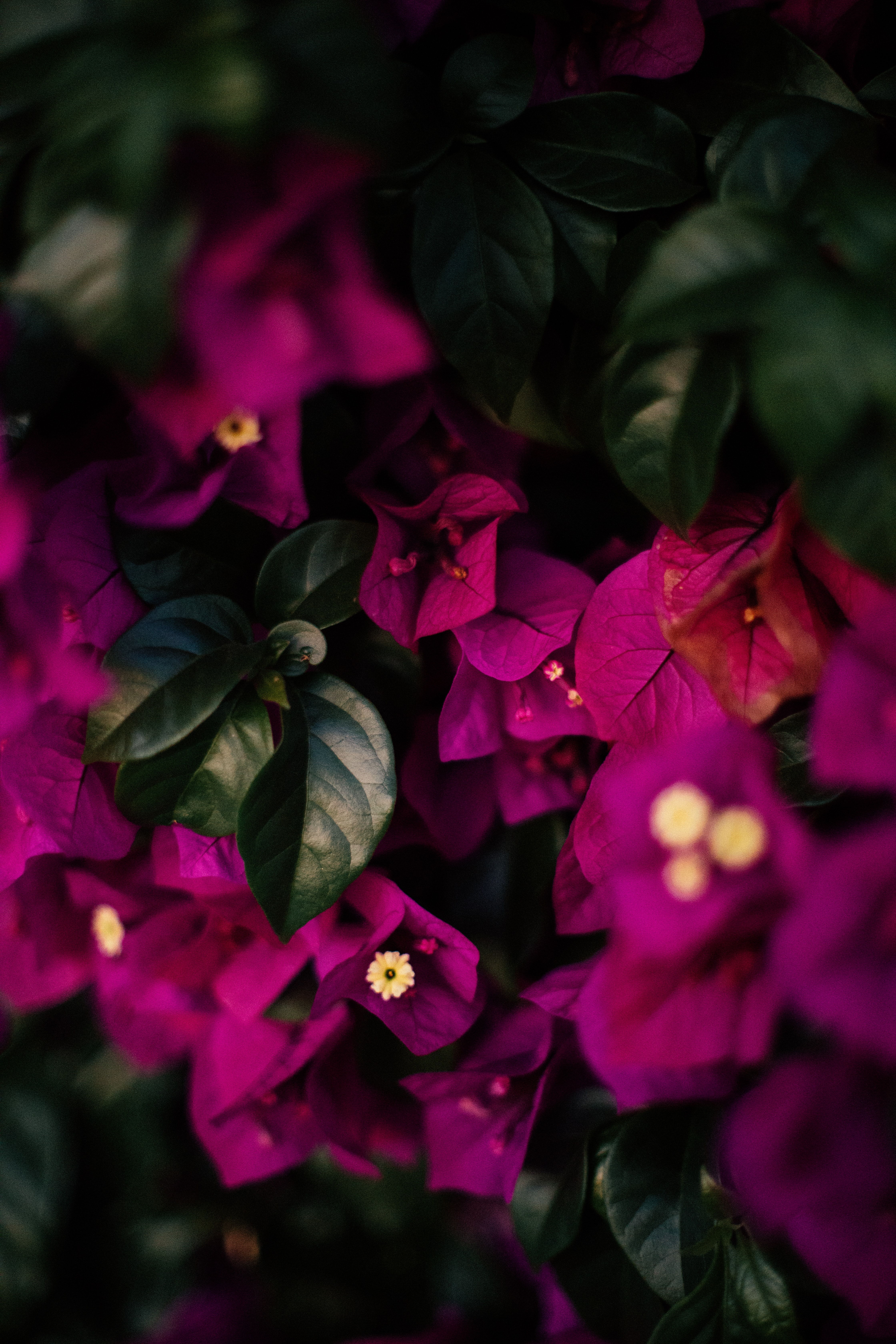 Free download wallpaper Leaves, Violet, Veins, Flowers, Purple on your PC desktop