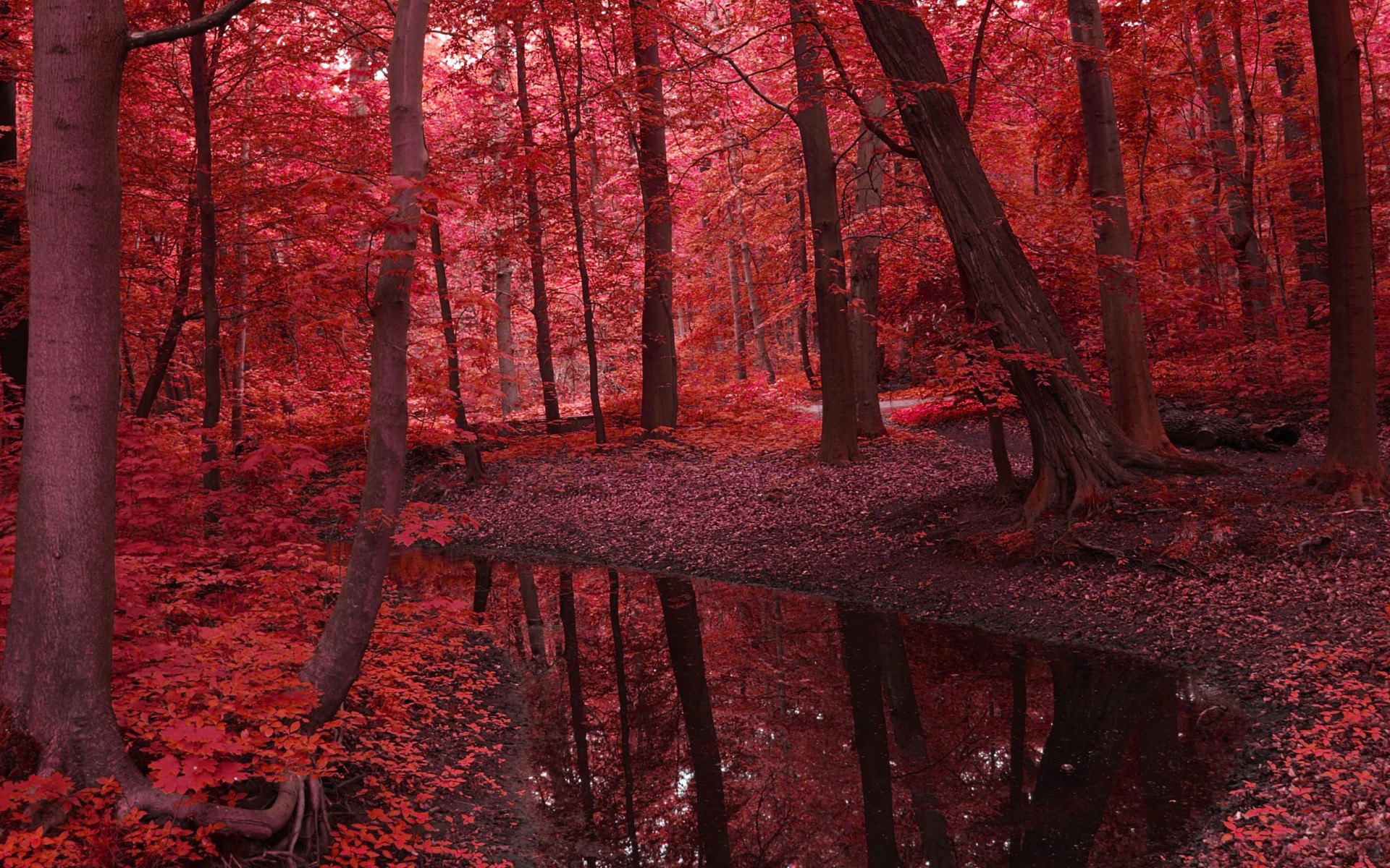 PCデスクトップに自然, 木, 秋, 森, 地球, 池画像を無料でダウンロード