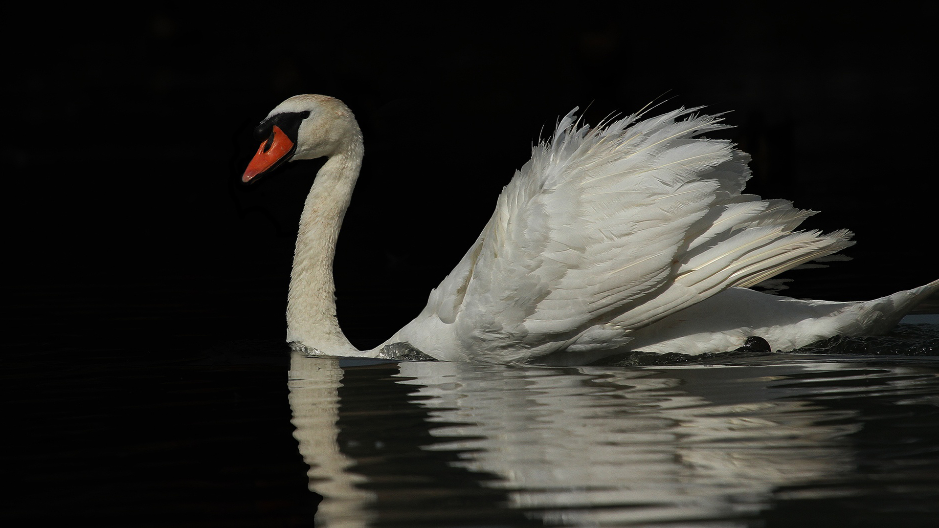 Baixe gratuitamente a imagem Animais, Aves, Pássaro, Cisne Mudo na área de trabalho do seu PC