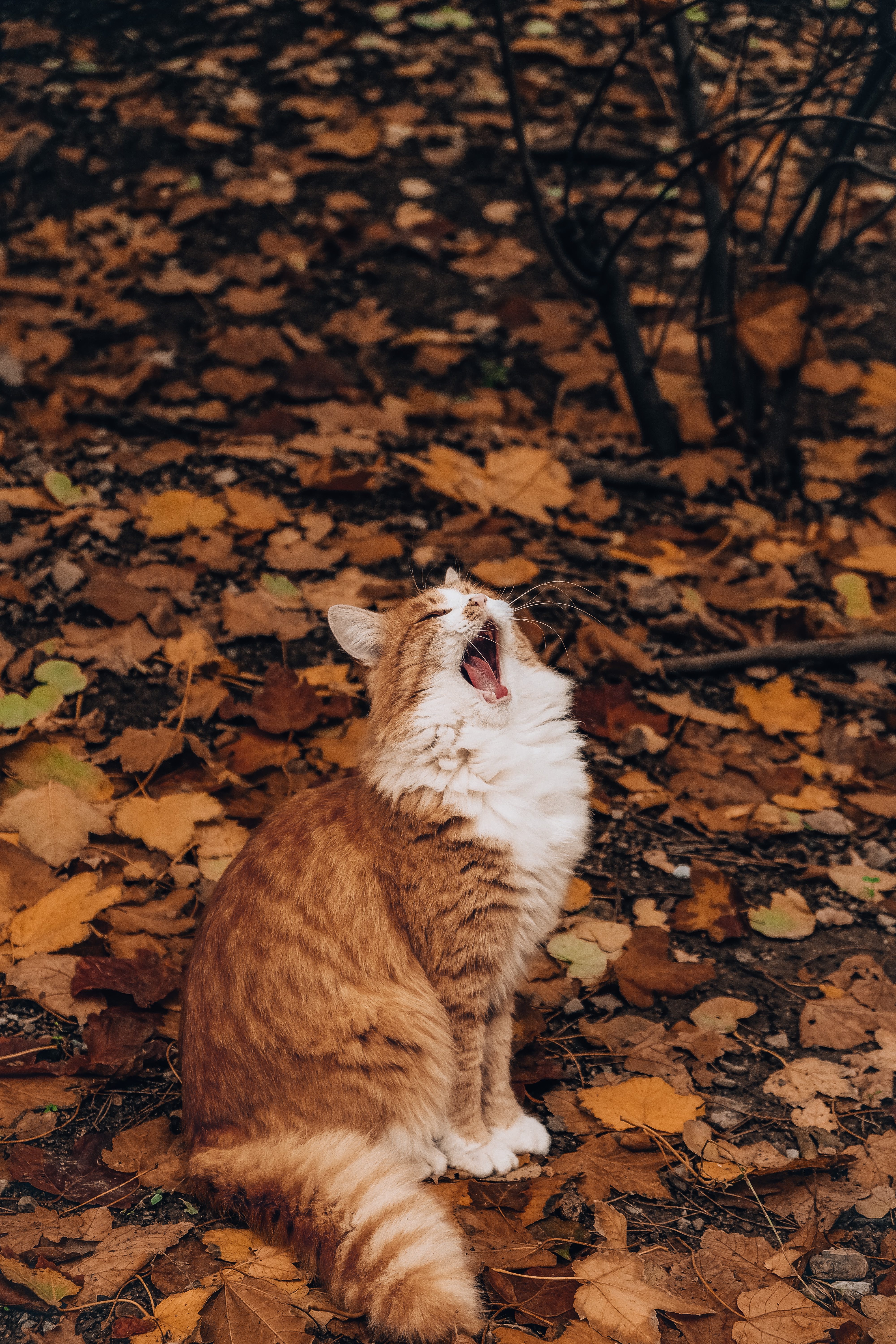 101821 скачать обои осень, листва, животные, кот, забавный, зевать - заставки и картинки бесплатно