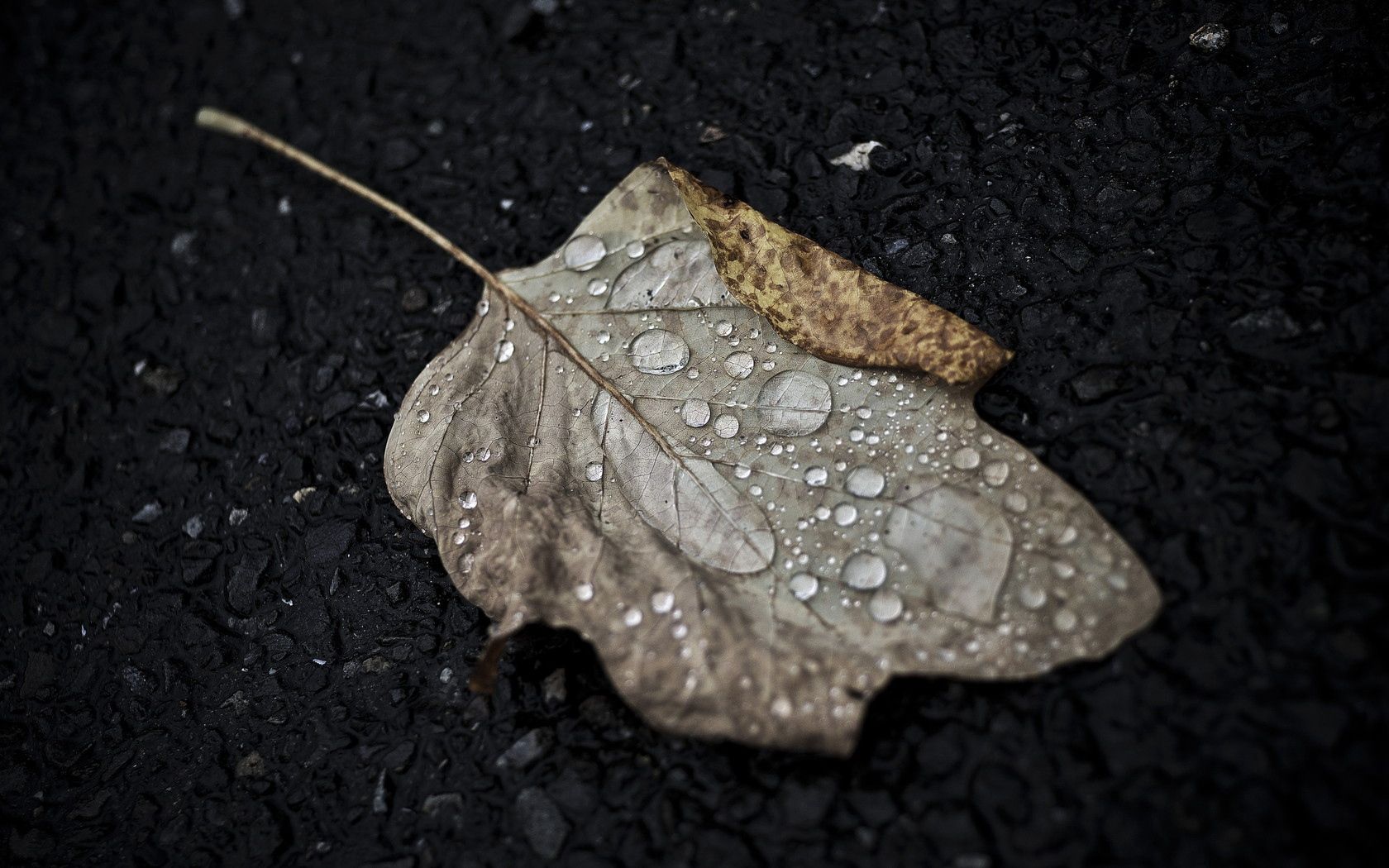 Download mobile wallpaper Leaf, Macro, Sheet, Drops, Autumn for free.