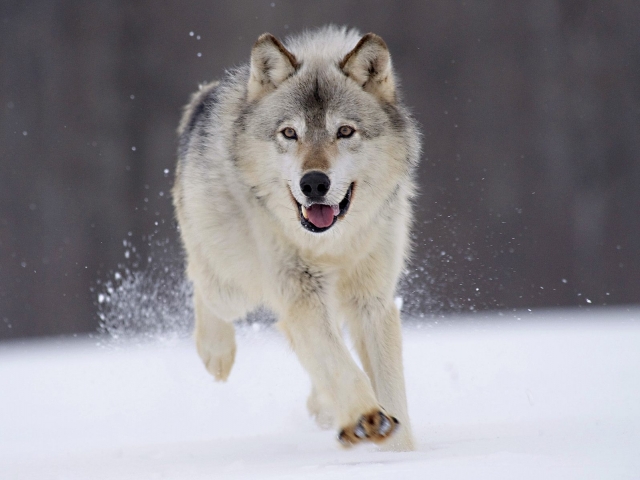 Download mobile wallpaper Wolf, Animal, Wolves for free.