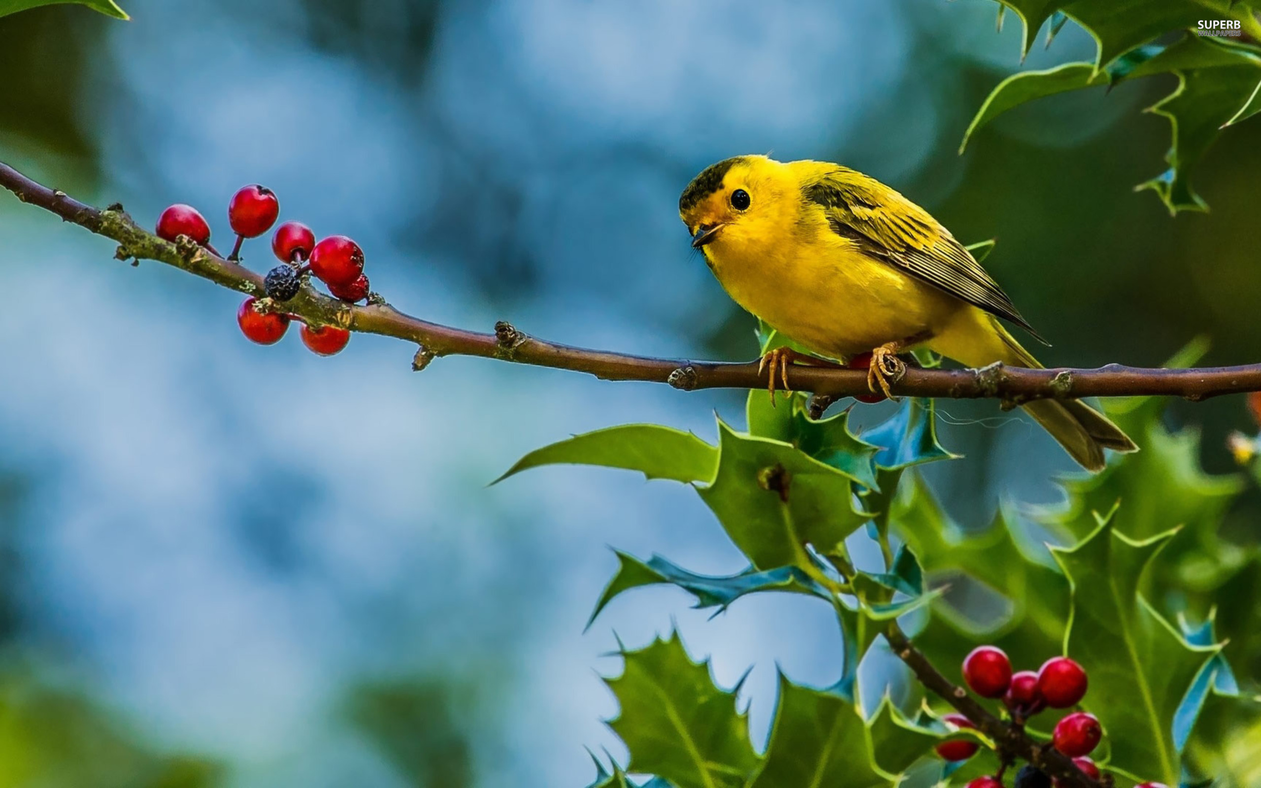 PCデスクトップに動物, 鳥画像を無料でダウンロード