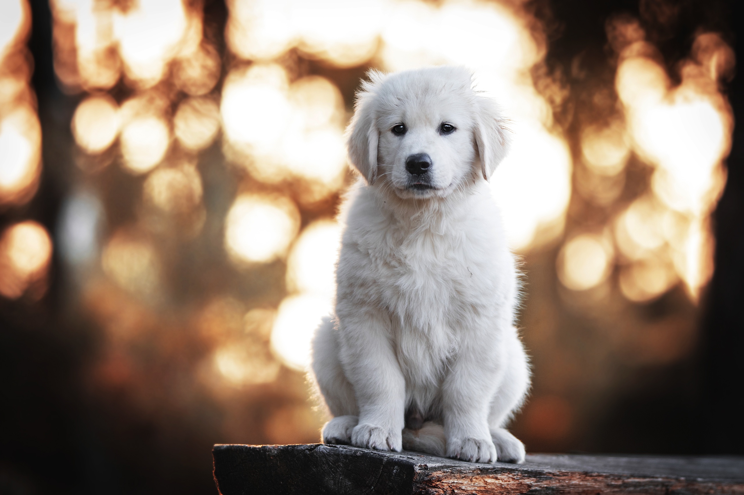 Download mobile wallpaper Dogs, Dog, Animal, Puppy, Bokeh, Baby Animal, Depth Of Field for free.