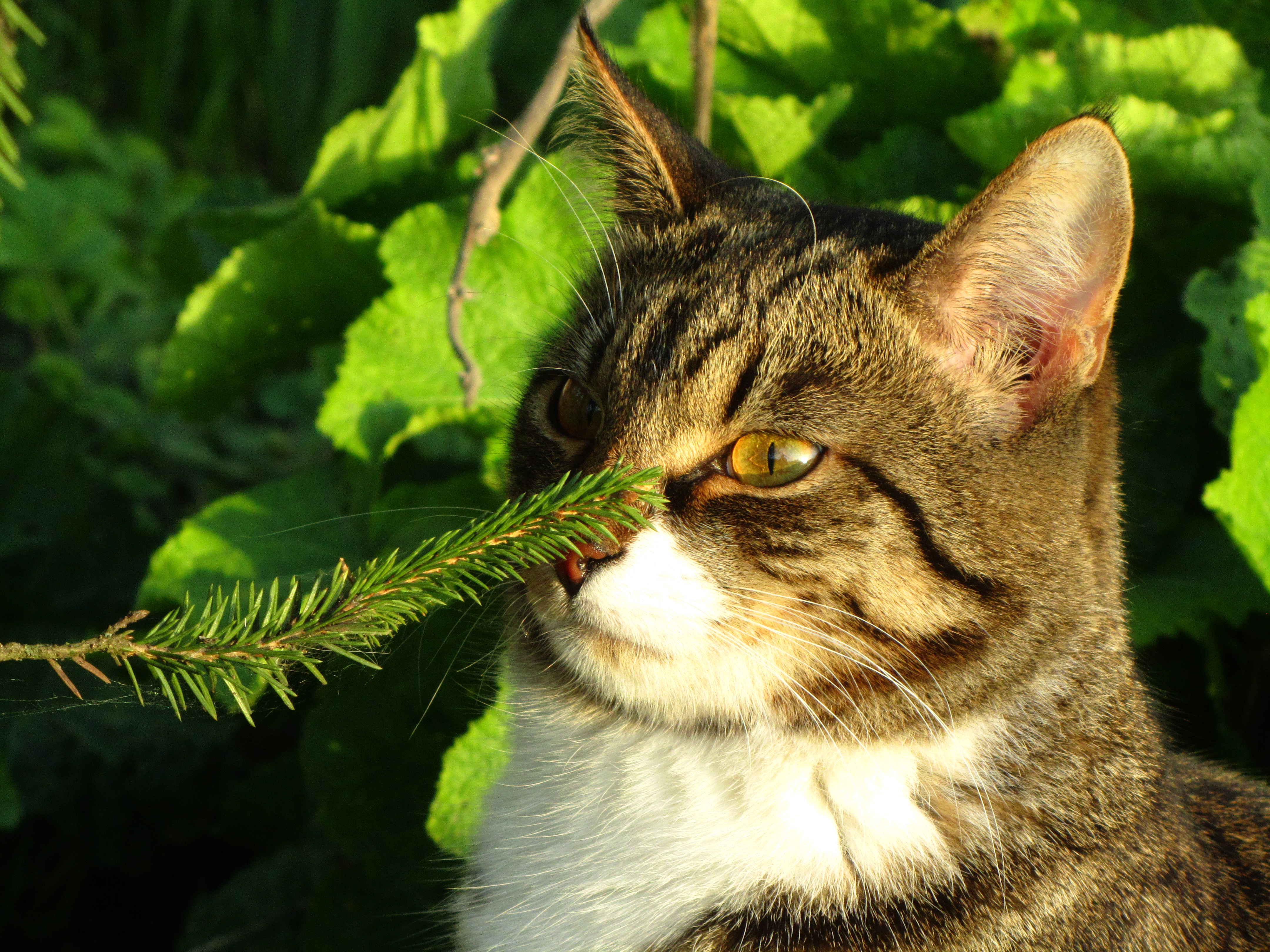 Handy-Wallpaper Tiere, Katzen, Katze kostenlos herunterladen.