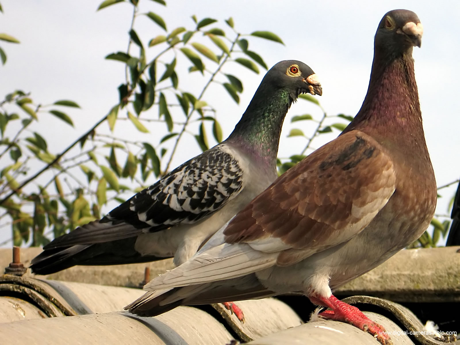 animal, pigeon, bird, birds