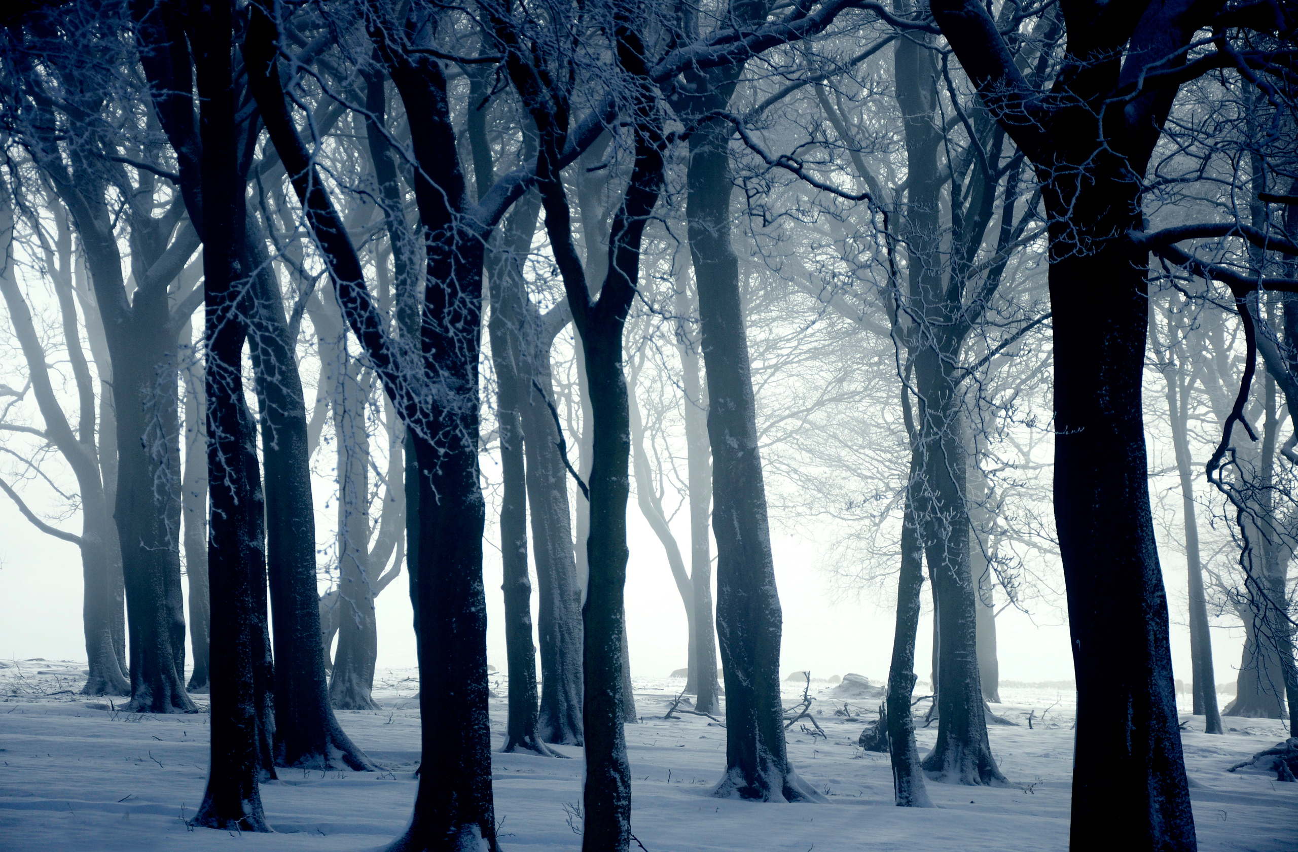 Handy-Wallpaper Schnee, Winter, Nebel, Wald, Baum, Erde/natur kostenlos herunterladen.