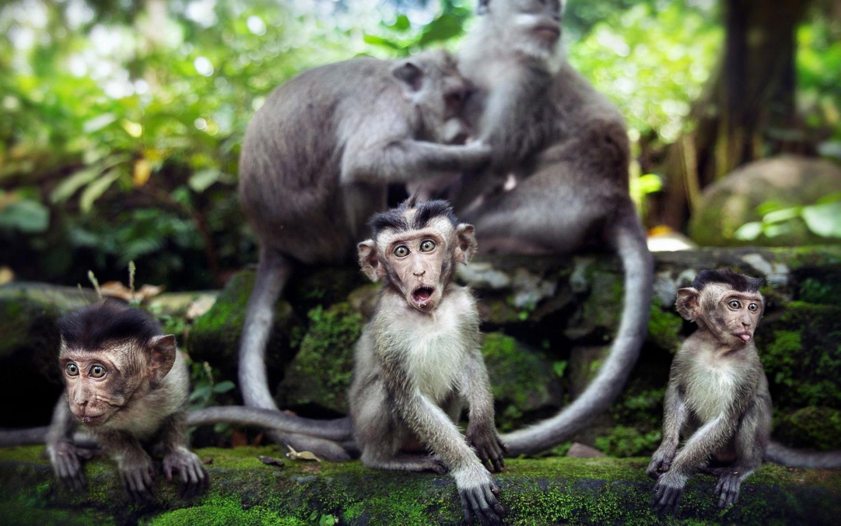 PCデスクトップに動物, サル, 猿画像を無料でダウンロード