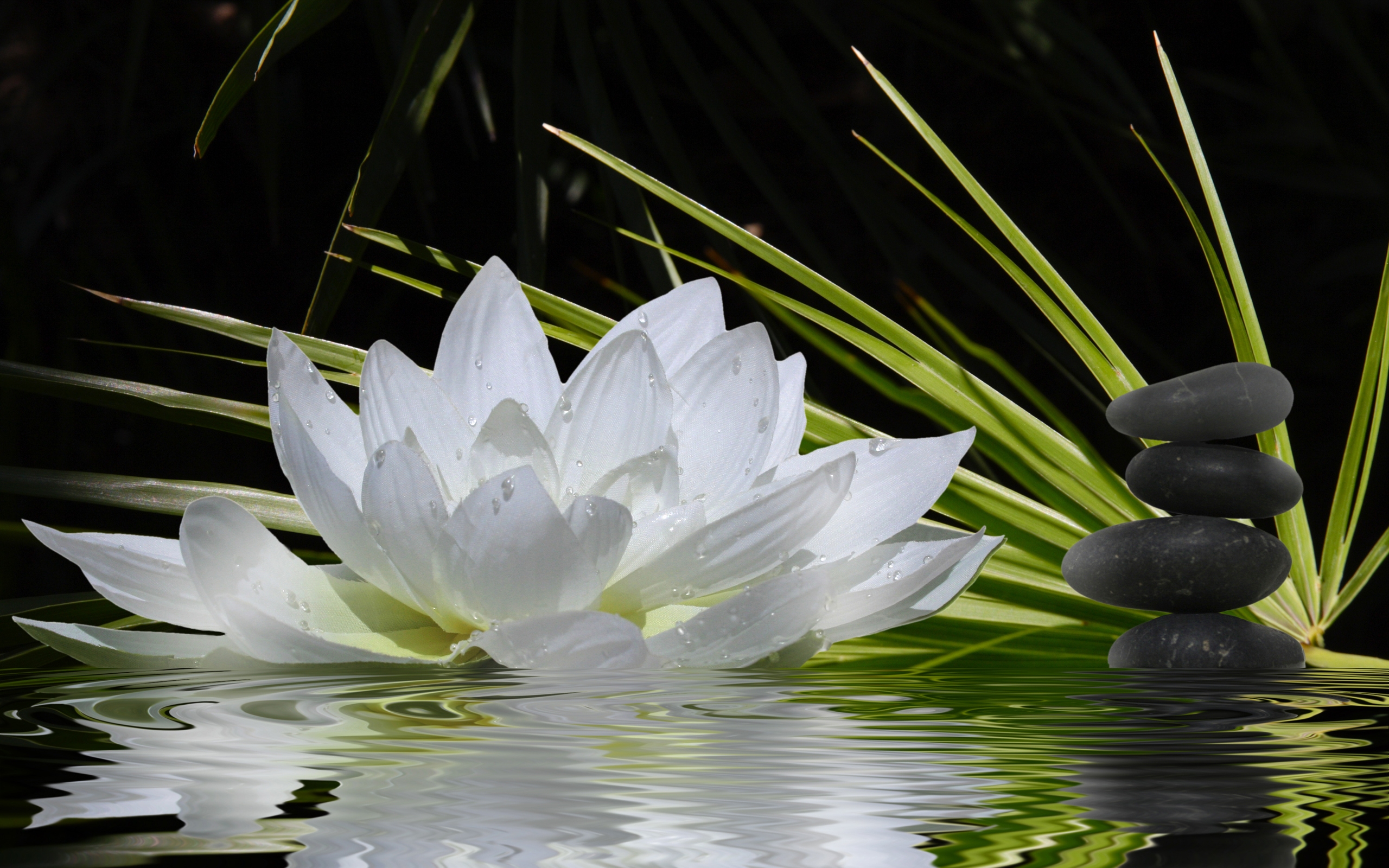 577253 descargar imagen zen, loto, religioso, flor, planta, flor blanca: fondos de pantalla y protectores de pantalla gratis
