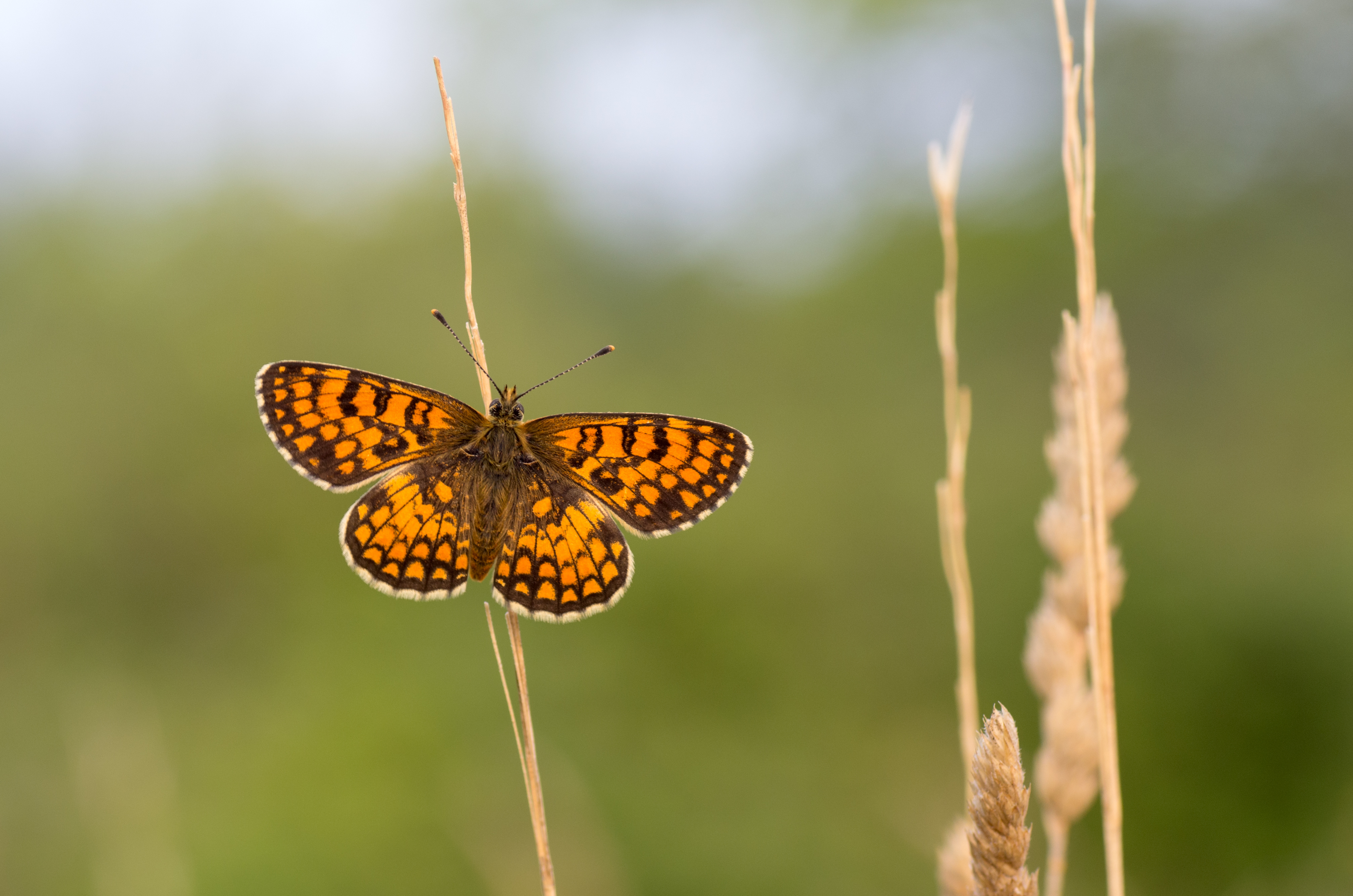 Laden Sie das Tiere, Schmetterlinge, Insekt, Nahansicht, Verwischen-Bild kostenlos auf Ihren PC-Desktop herunter