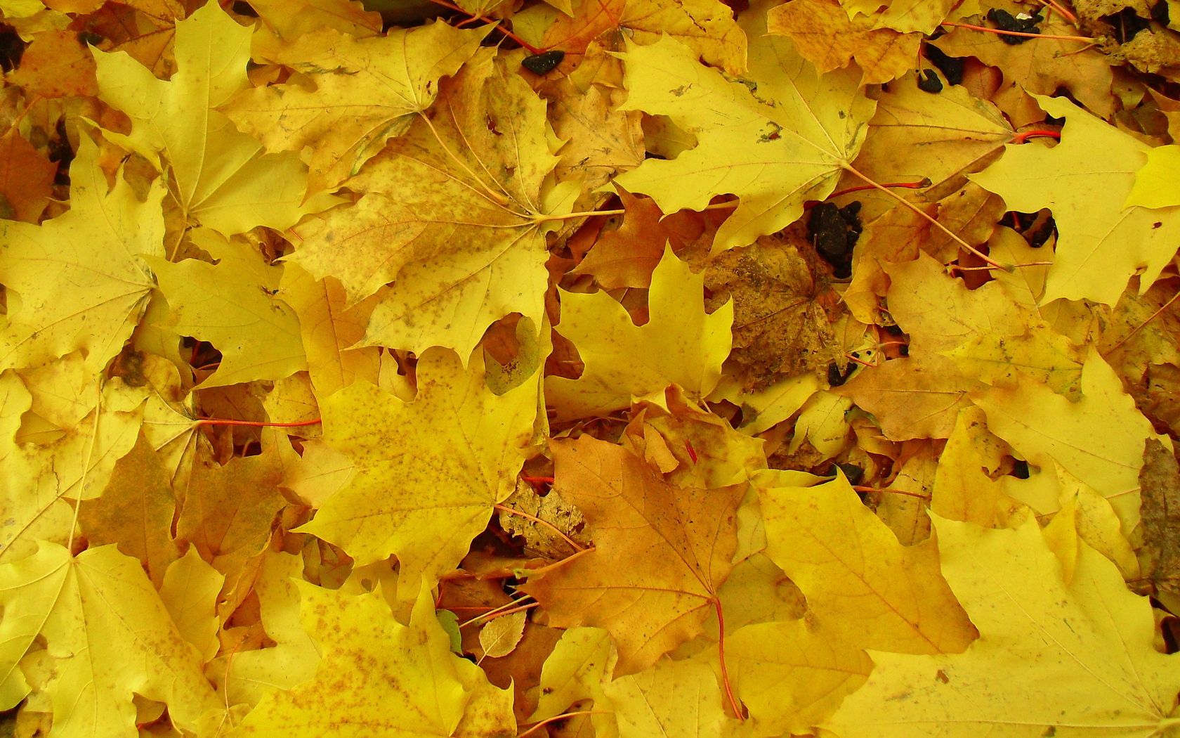 earth, leaves, nature, land, background, yellow, maple 8K