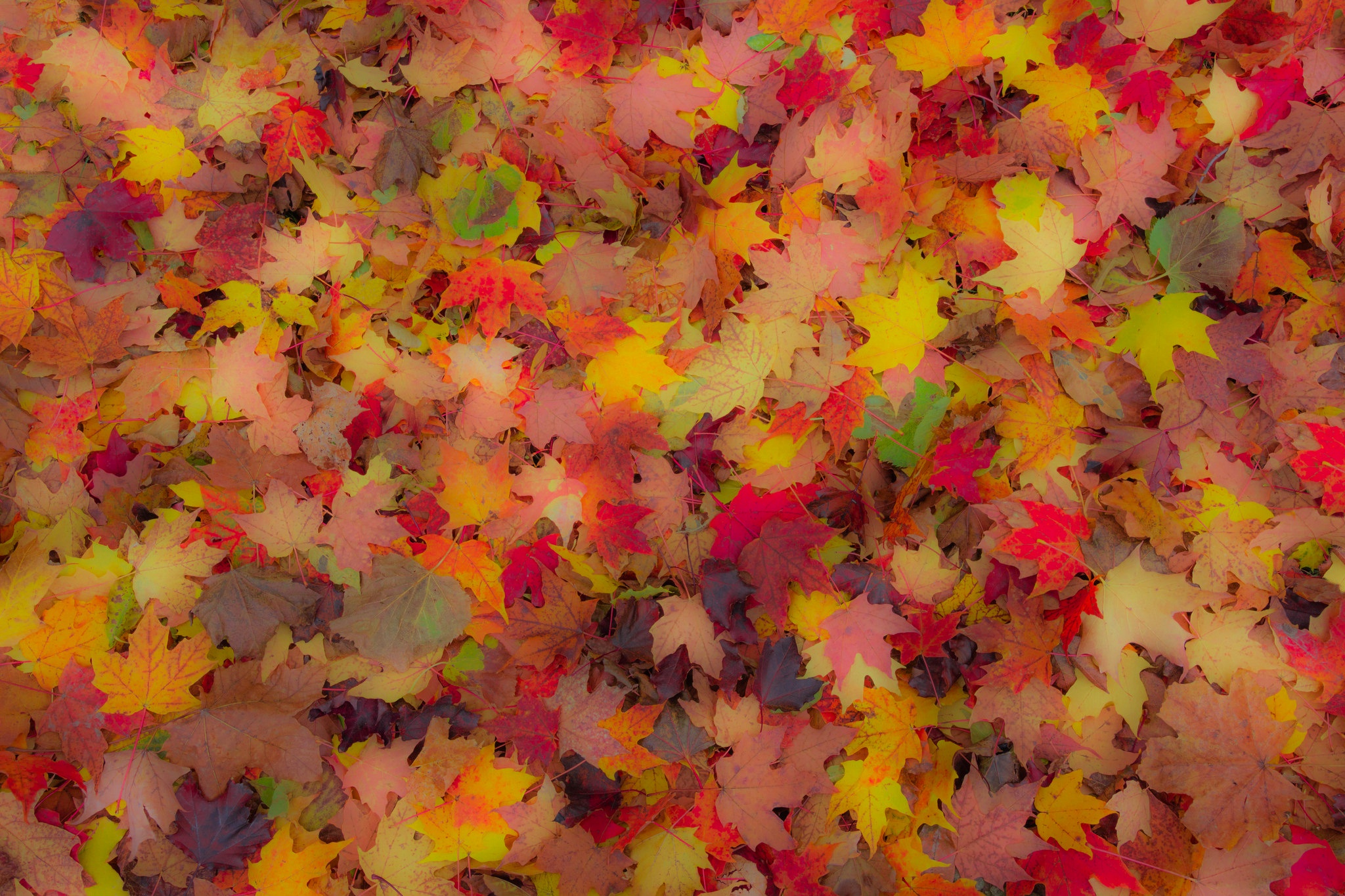 Free download wallpaper Nature, Leaf, Fall, Earth on your PC desktop