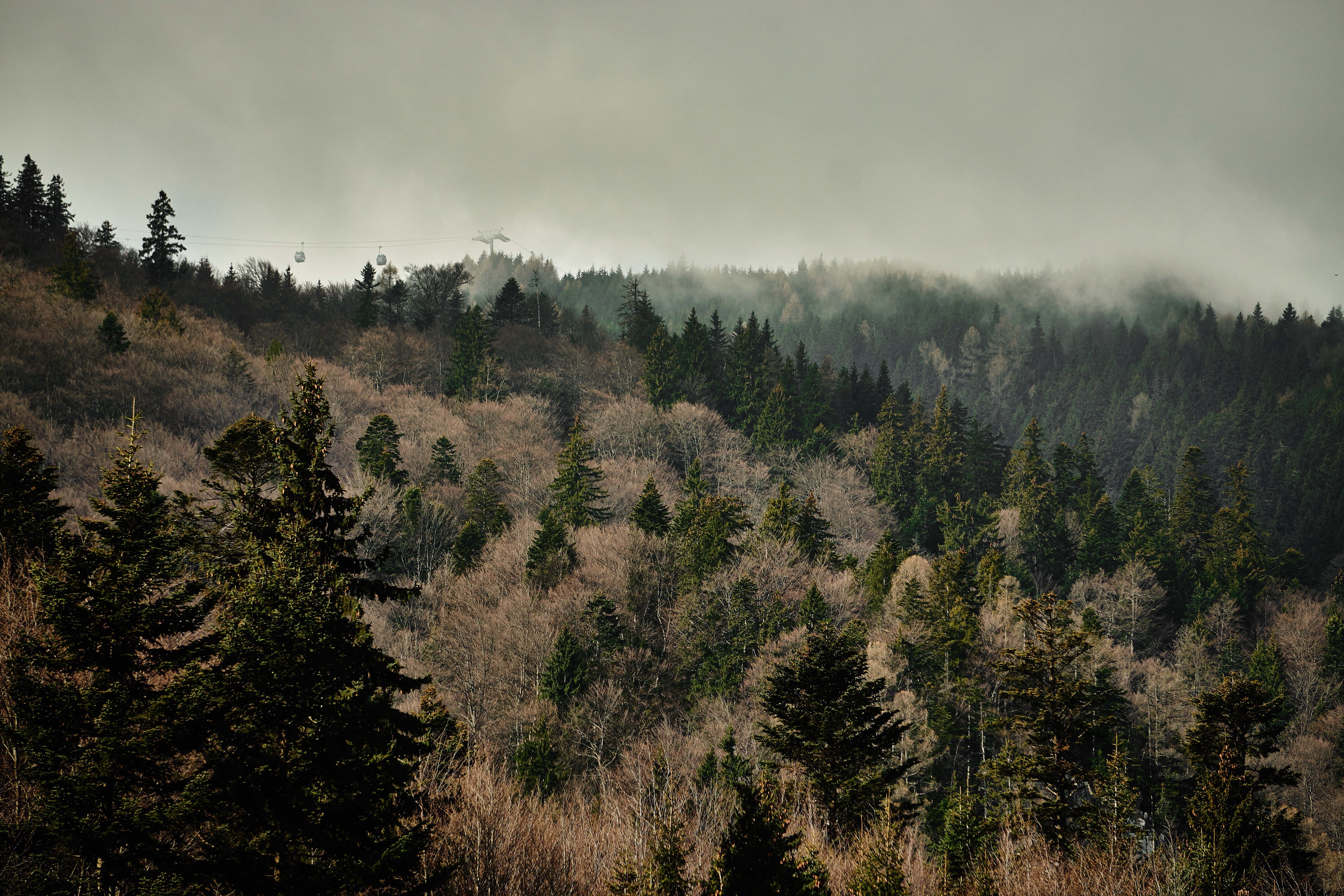 Скачать обои бесплатно Туман, Деревья, Природа, Лес картинка на рабочий стол ПК