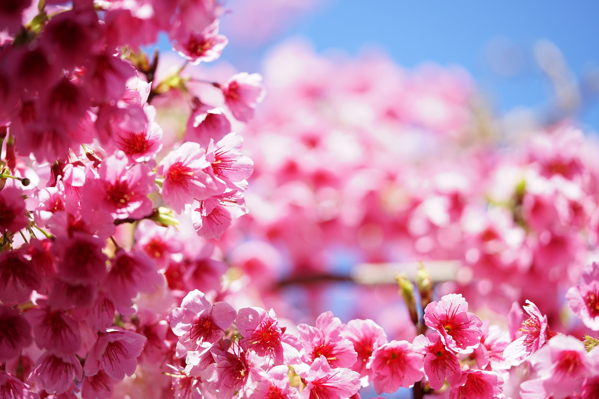 Free download wallpaper Nature, Flowers, Flower, Earth, Spring, Blossom, Pink Flower on your PC desktop