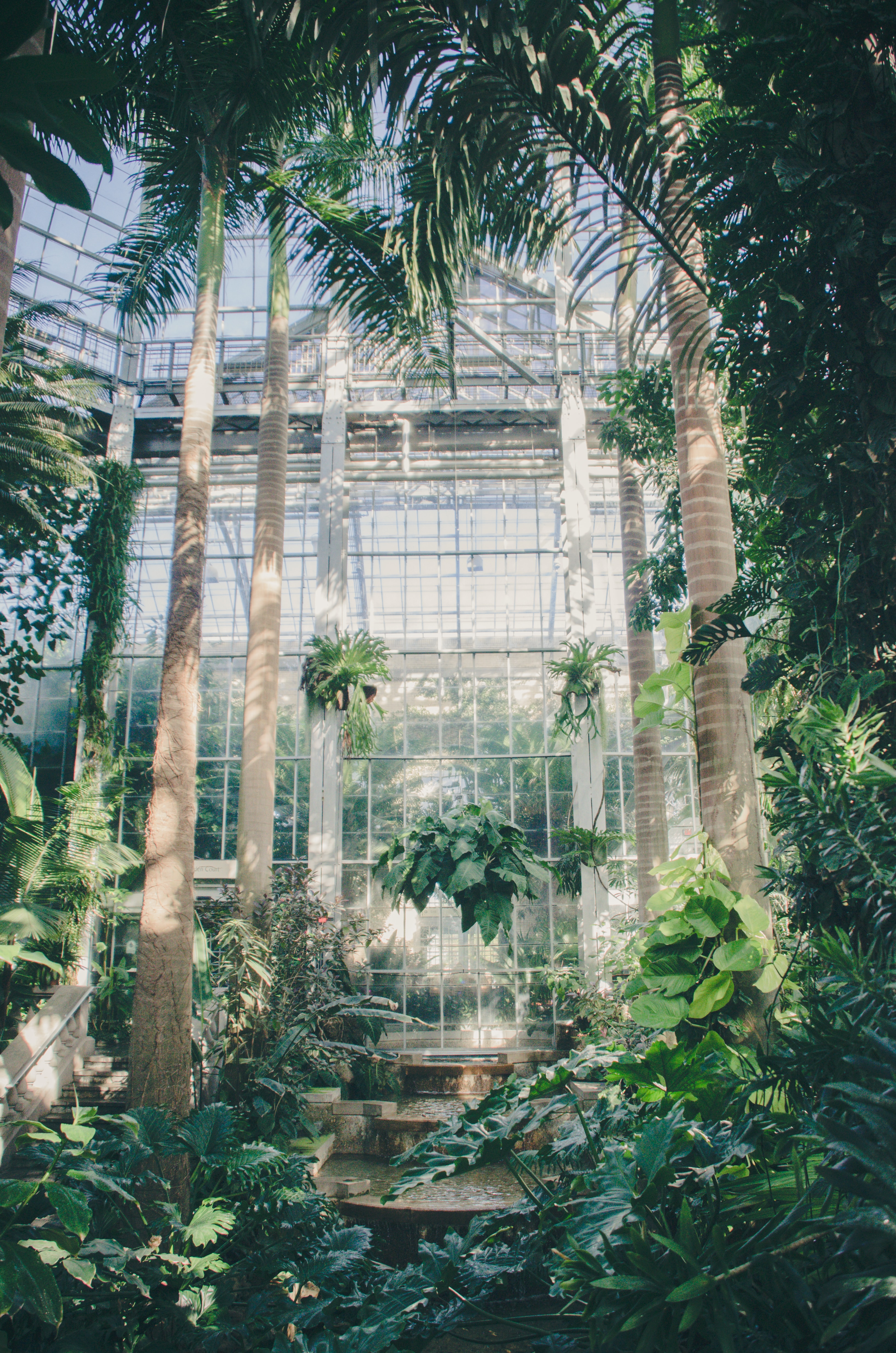 palms, greenhouse, plants, green, miscellanea, miscellaneous HD wallpaper