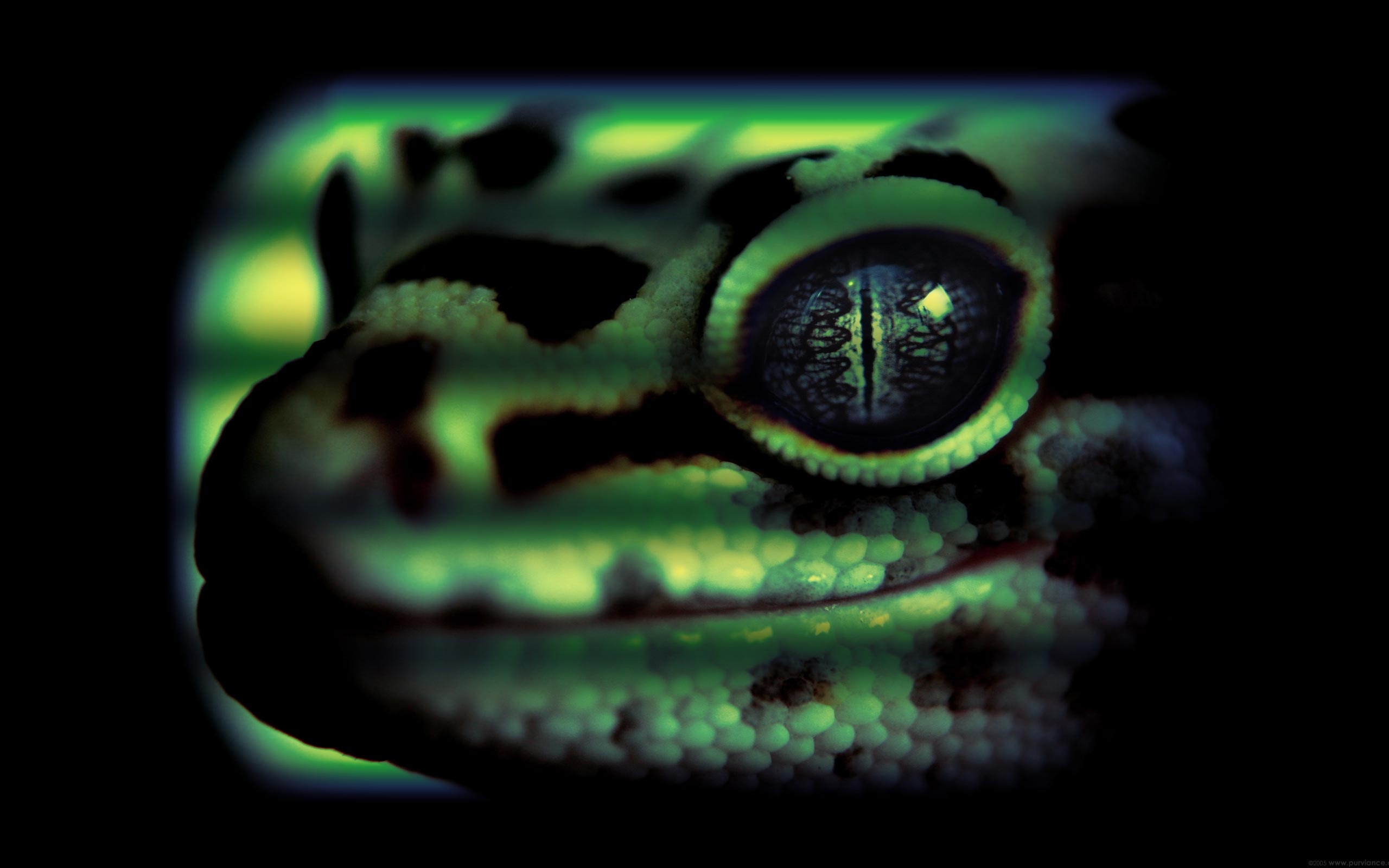 171189 Hintergrundbild herunterladen tiere, eidechse, gecko, reptilien - Bildschirmschoner und Bilder kostenlos
