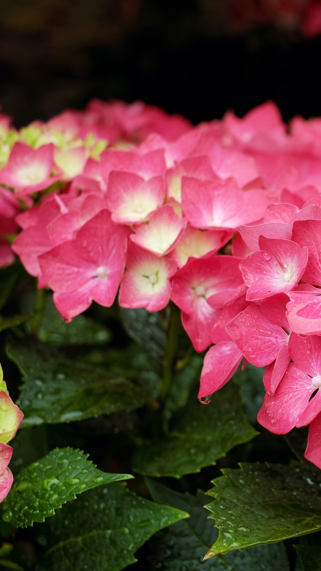 Download mobile wallpaper Nature, Flowers, Flower, Earth, Hydrangea, Water Drop, Pink Flower for free.